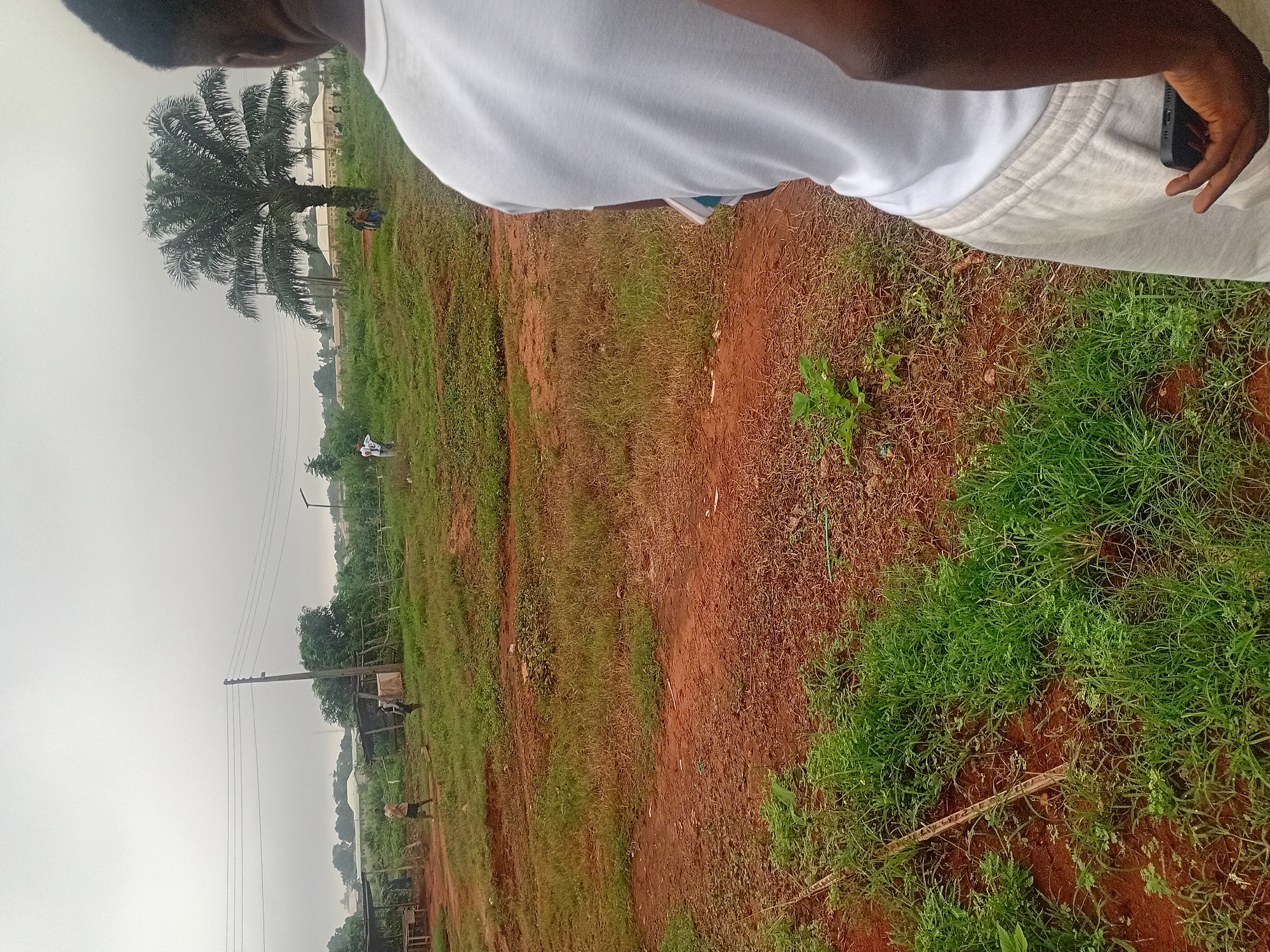 The image shows an outdoor scene with a person in the foreground on the right, wearing a white t-shirt and light-colored pants, holding a dark-colored smartphone in their right hand. The background depicts a rural or semi-rural environment with a dirt ground, patches of grass, and some vegetation. In the middle ground, there is a large palm tree, several other trees, and some low structures, possibly sheds or small buildings, made of wood and corrugated metal. There are also a few individuals visible in the distance, some walking and others standing. Power lines stretch across the sky, supported by wooden poles. The sky is overcast, suggesting cloudy weather. The overall setting appears to be a communal or open area, possibly a market or a gathering space.