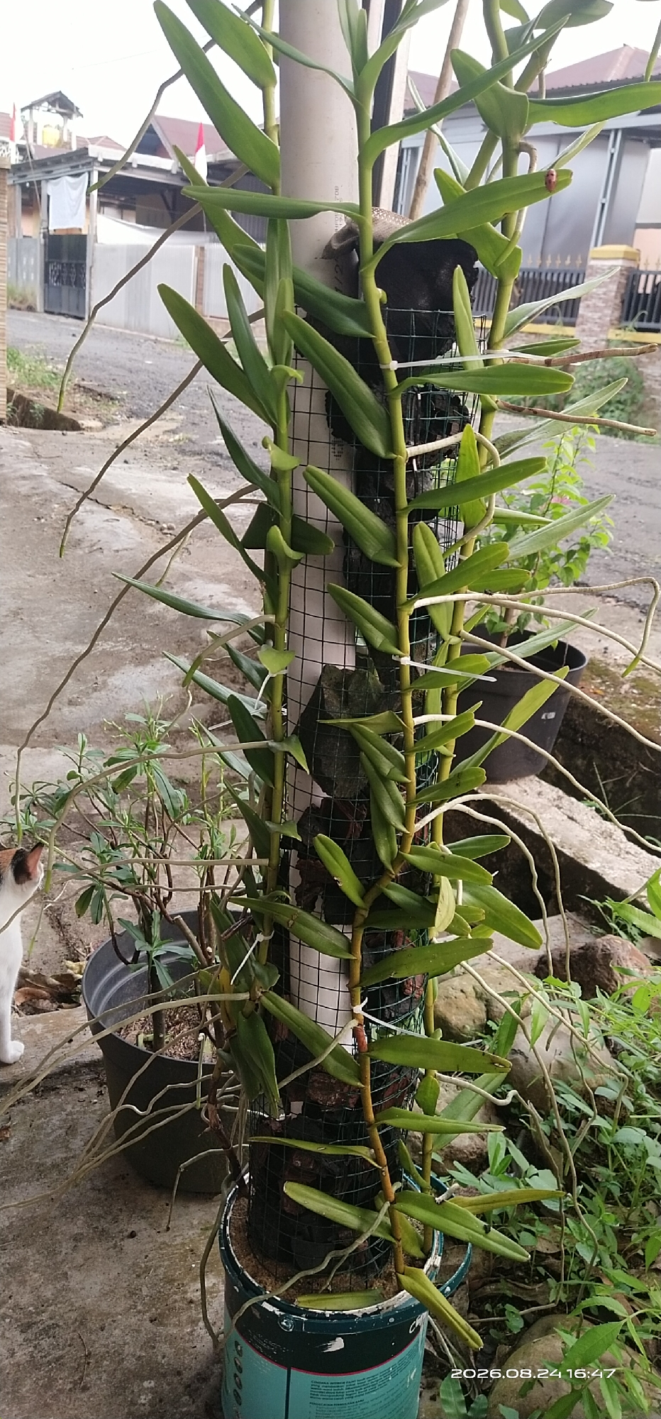 The image depicts an outdoor scene, likely in a residential area of Matabu, Indonesia. The focal point is a vertical orchid plant mounted on a white pole and covered with a mesh net. The orchid has long, slender green leaves and aerial roots that extend outwards. The plant is supported by a dark mesh material wrapped around the pole, and appears to be planted in a repurposed light blue container at the base. To the left of the orchid, a potted plant with smaller green leaves is visible, and a portion of a white and orange cat is in the lower left corner. In the background, there are residential buildings with red and white flags, a paved road or pathway, and some rocky terrain with green vegetation. The overall impression is of a garden or yard setting.
