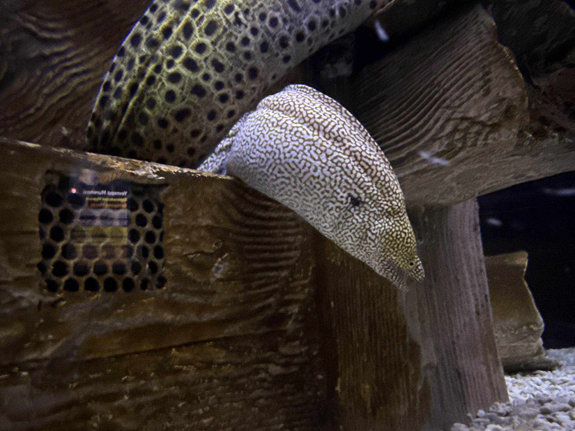 In the aquarium of the Tashkent Zoo, two moray eels are visible. The larger eel, with a pattern of dark, irregular spots on a yellowish-green background, is curled in the upper left of the frame. Below and to the right, a smaller eel is partially submerged in a wooden structure. This eel has a distinct pattern of white speckles with brown outlines. The environment is dark and textured, with rough wooden elements and gravel on the bottom of the tank. A small, honeycomb-like grate is visible on the wooden surface to the left of the smaller eel, with some blurry text or images reflected on it.