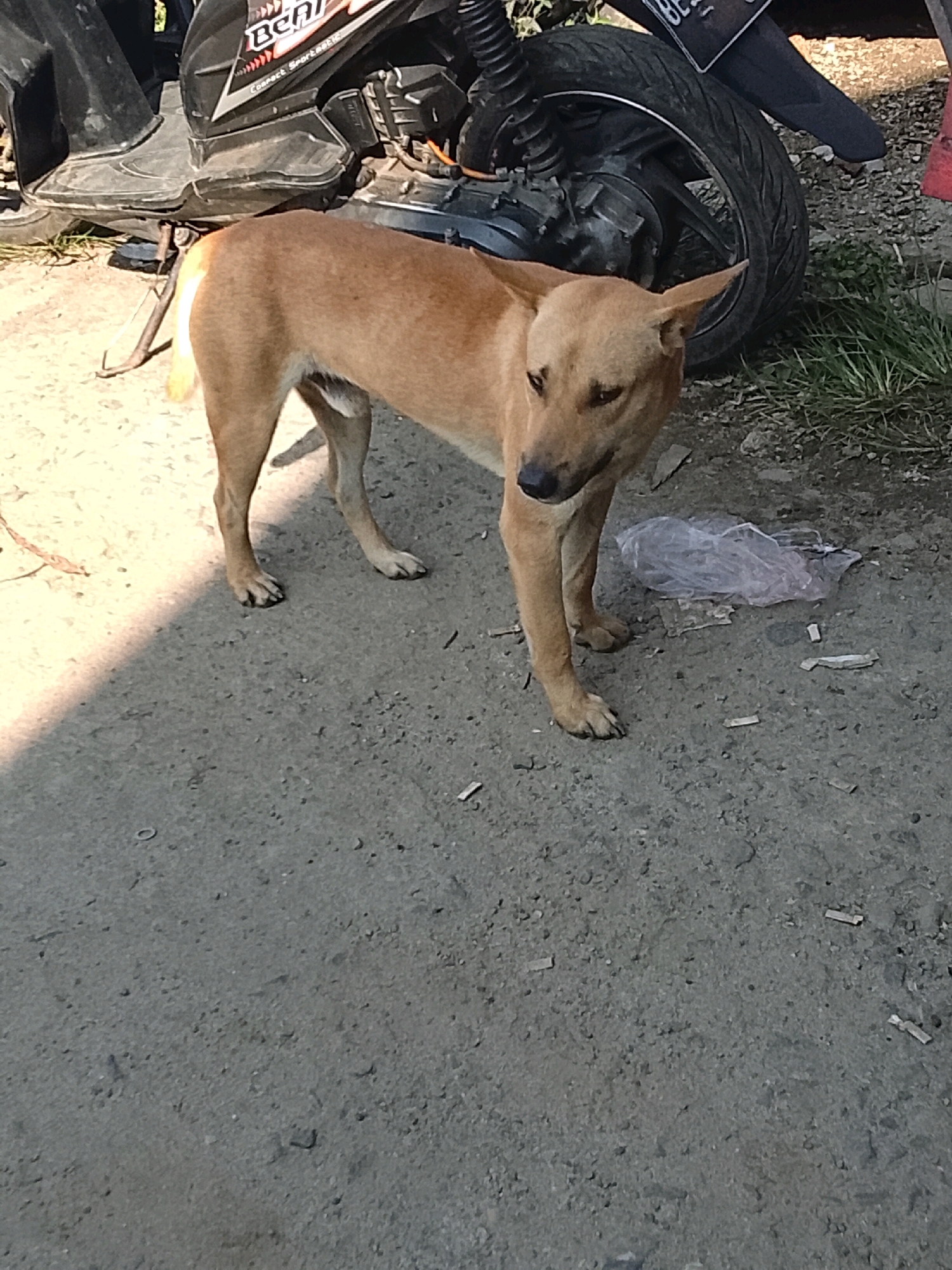 A medium-sized, tan-colored dog with pointed ears stands on a paved surface next to a parked motorcycle. The motorcycle is black with red and white accents. A clear plastic bag is on the ground near the dog's hind legs. The environment appears to be an outdoor urban setting in Bahway, Indonesia, with dry grass and debris visible. The dog is facing to the right with its head turned slightly towards the camera.