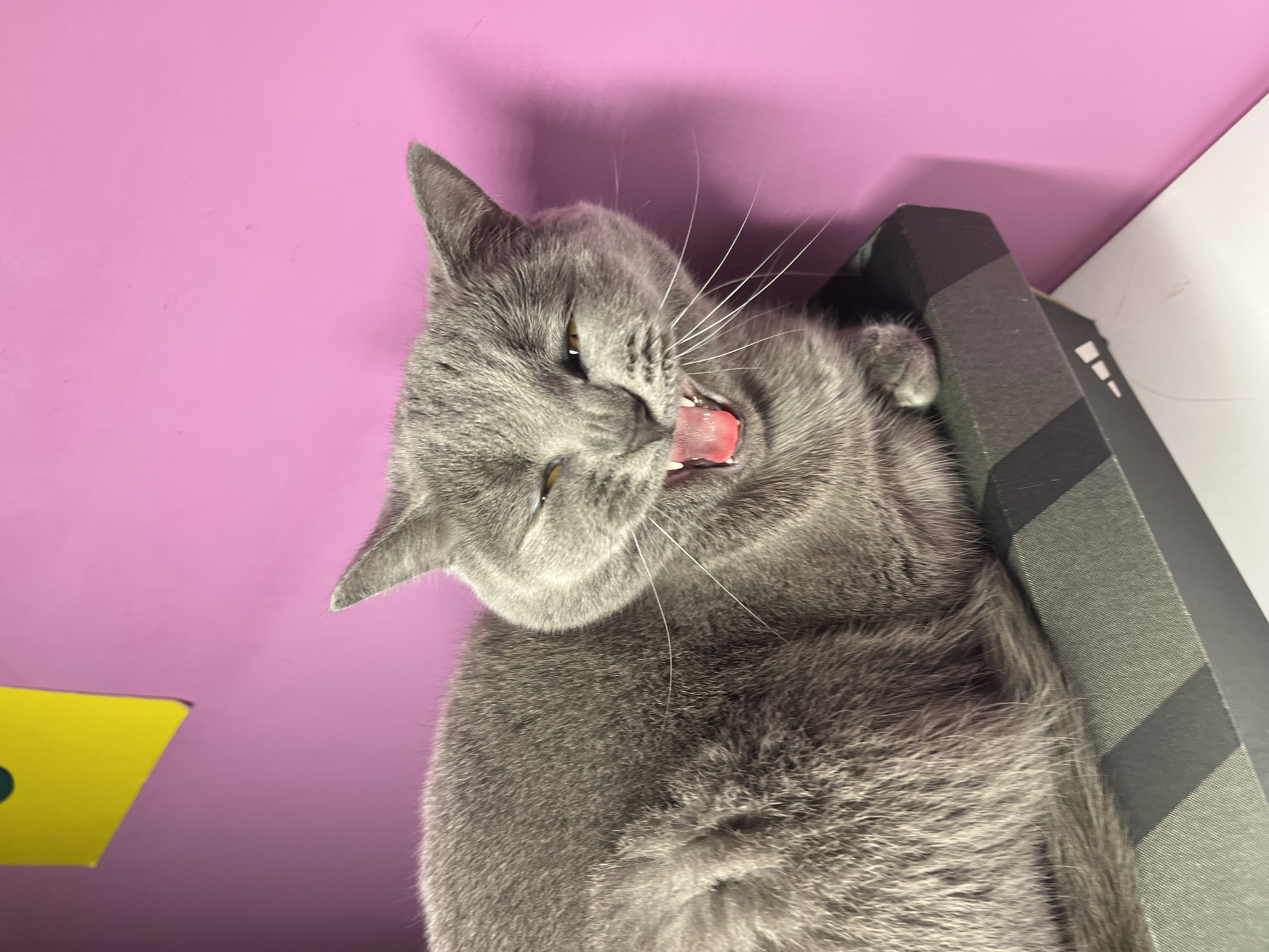 The image displays a grey short-haired domestic feline, a cat, positioned within an indoor environment in Alanya, Turkey. The cat rests on a dark-colored object, likely a box or shelf, which exhibits a textured surface with diagonal stripes and a partial white logo, identifiable as Adidas, on its lower right quadrant. The cat's body is oriented towards the right, with its forelimbs tucked underneath. Its head is slightly angled, and its mouth is open wide, revealing a pink tongue and visible teeth, indicative of yawning or vocalization. The cat's eyes are narrowed. Prominent white whiskers extend from its muzzle. The background is a solid, vibrant pink wall. In the upper left corner, a section of a yellow object with a green circular detail is partially visible against the pink wall. A white surface is present beneath the dark object supporting the cat.