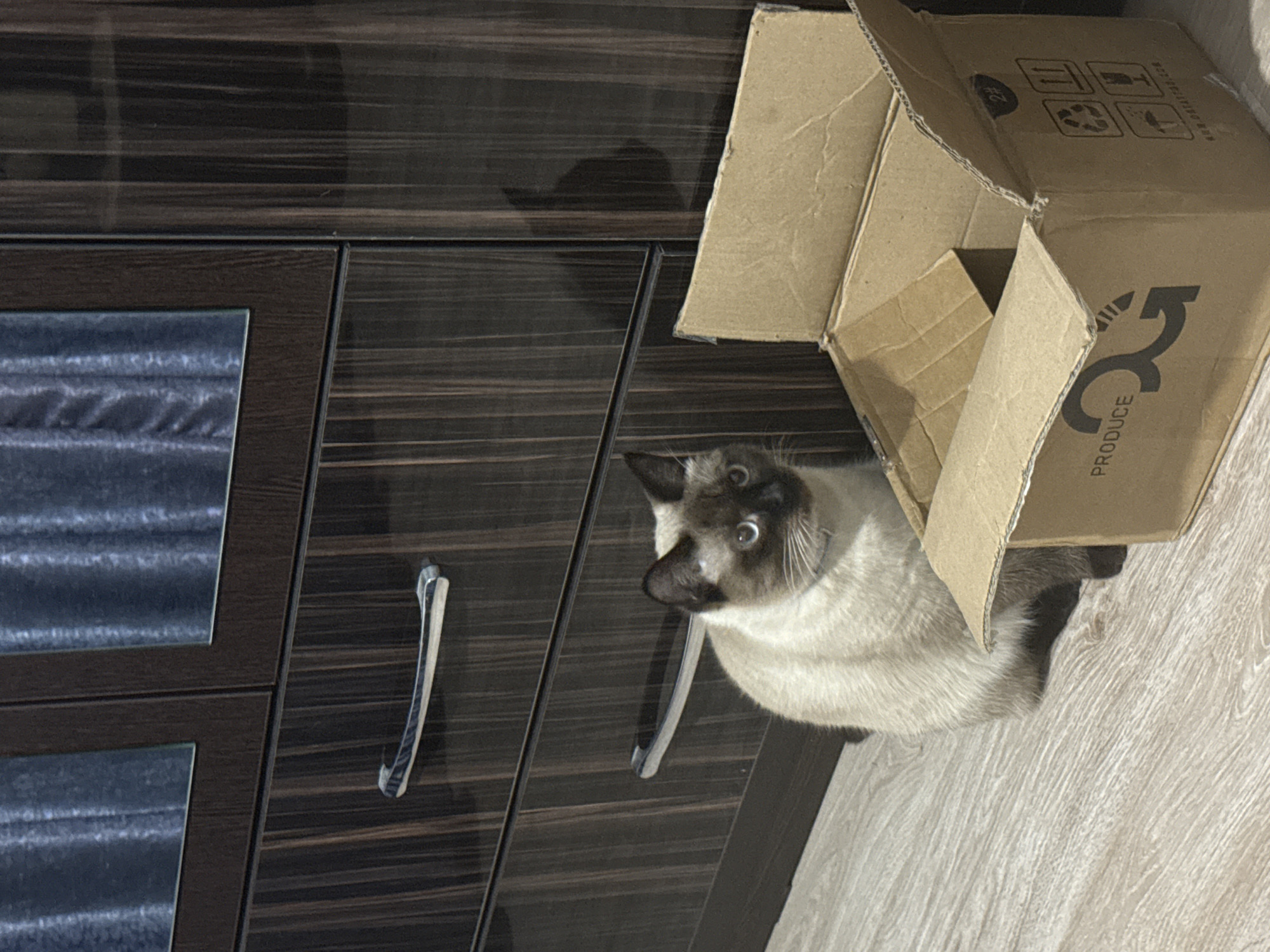 A Siamese cat with cream-colored fur and dark points sits on a light-colored wooden floor in front of a dark wood dresser with mirrored doors. An open cardboard box with the word "PRODUCE" printed on it sits to the right of the cat. The dresser has three drawers with silver handles. The overall lighting suggests an indoor environment. The image was taken in Vostok, Kyrgyzstan.