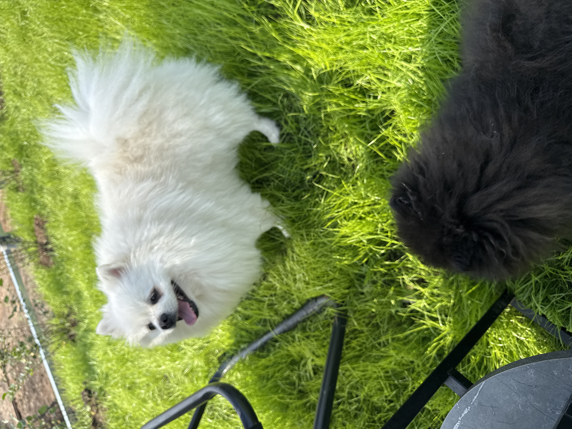 Two dogs, one white and fluffy and the other black and fluffy, are on a green lawn. The white dog is in the upper part of the image, facing left with its tongue out. The black dog is in the lower right corner, facing away from the camera. A black chair or table is visible in the lower left corner. The background is out of focus but appears to be a garden or yard. The scene is likely in Лобаново, Russia, given the provided location.
