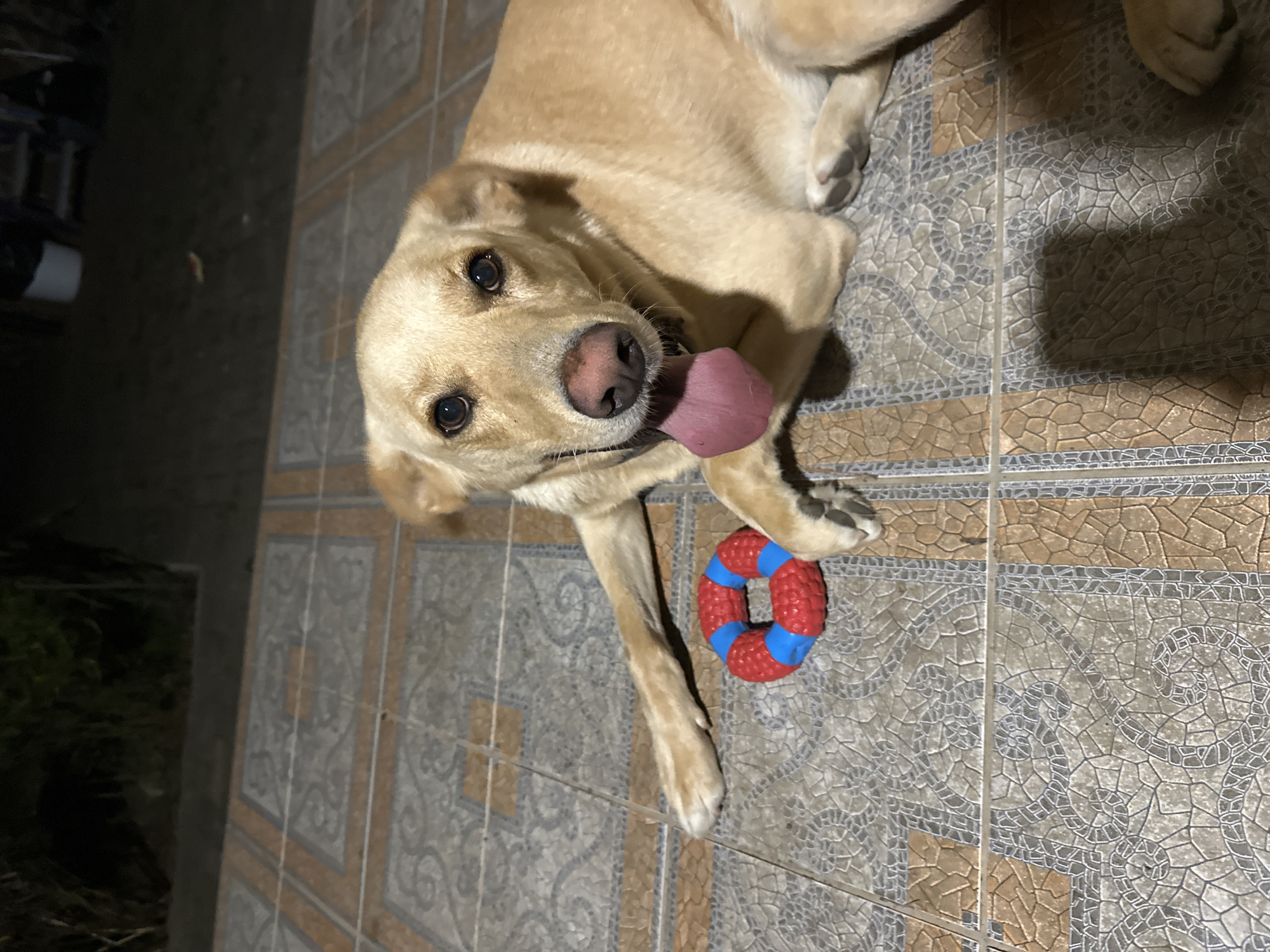 An outdoor shot shows a light-colored dog lying on a tiled patio. The dog's head is turned towards the camera, with its tongue hanging out. A red and blue dog toy is placed on the patio to the left of the dog. The background is dark and blurry, with some vegetation and structures visible. The setting is likely a backyard or courtyard. The image does not provide any specific information about the city of Sochi, Russia.