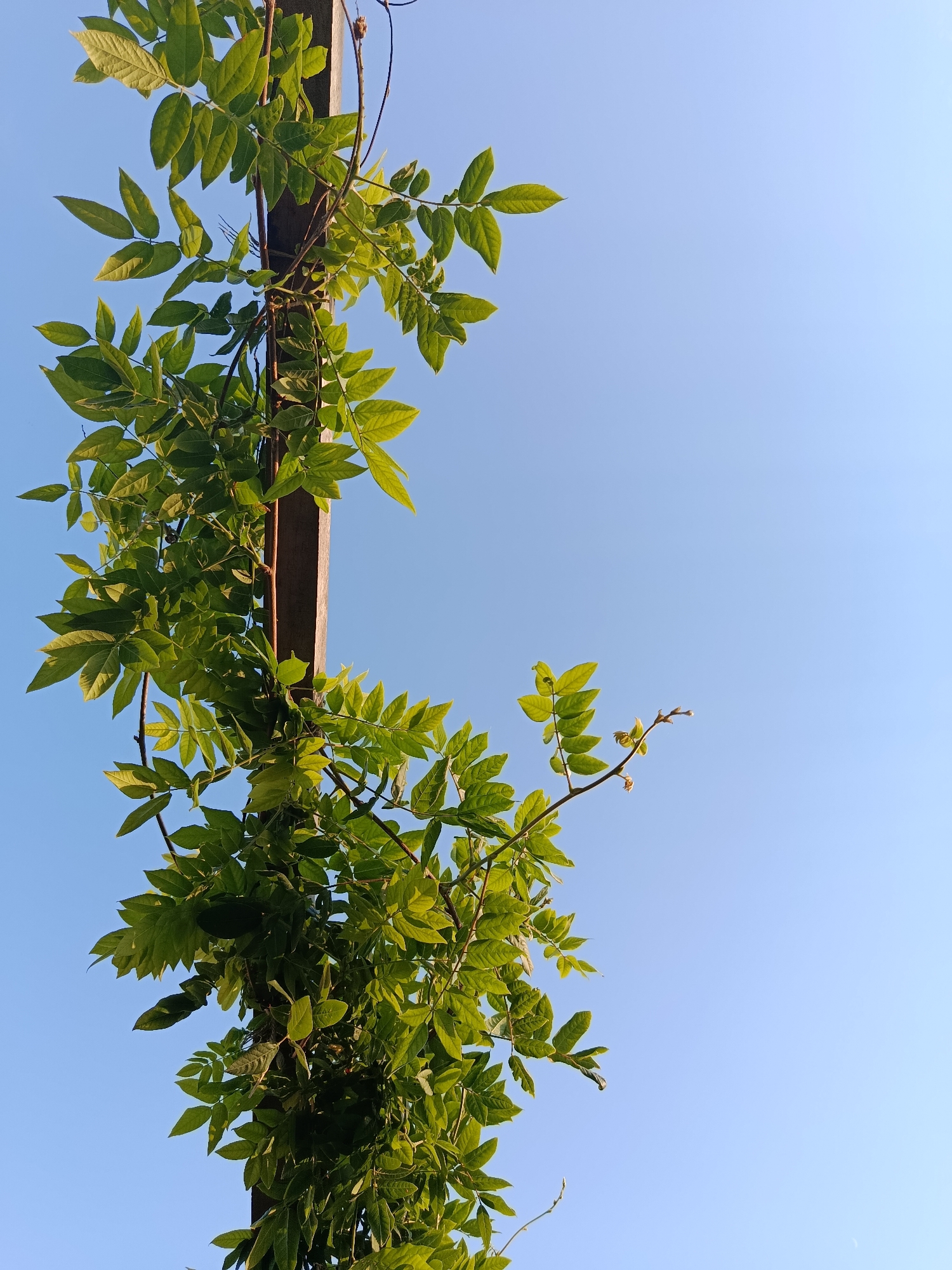 An upward-facing, medium-shot photograph captures a wooden post wrapped in vibrant green foliage. The post, positioned vertically and slightly off-center to the left, serves as a support for the climbing plant. Lush leaves, illuminated by the sun, cascade downwards and outwards, creating a dense canopy. The leaves are varied in size and shape, with some appearing more rounded and others more elongated. The sky, a clear and bright blue, dominates the right and upper portions of the frame, offering a stark contrast to the verdant plant life. The scene is set outdoors, likely in a park or garden, with no discernible urban elements or people present. The lighting suggests it is daytime, with the sun casting soft shadows on the leaves. The overall impression is one of natural growth and the serenity of a clear day.