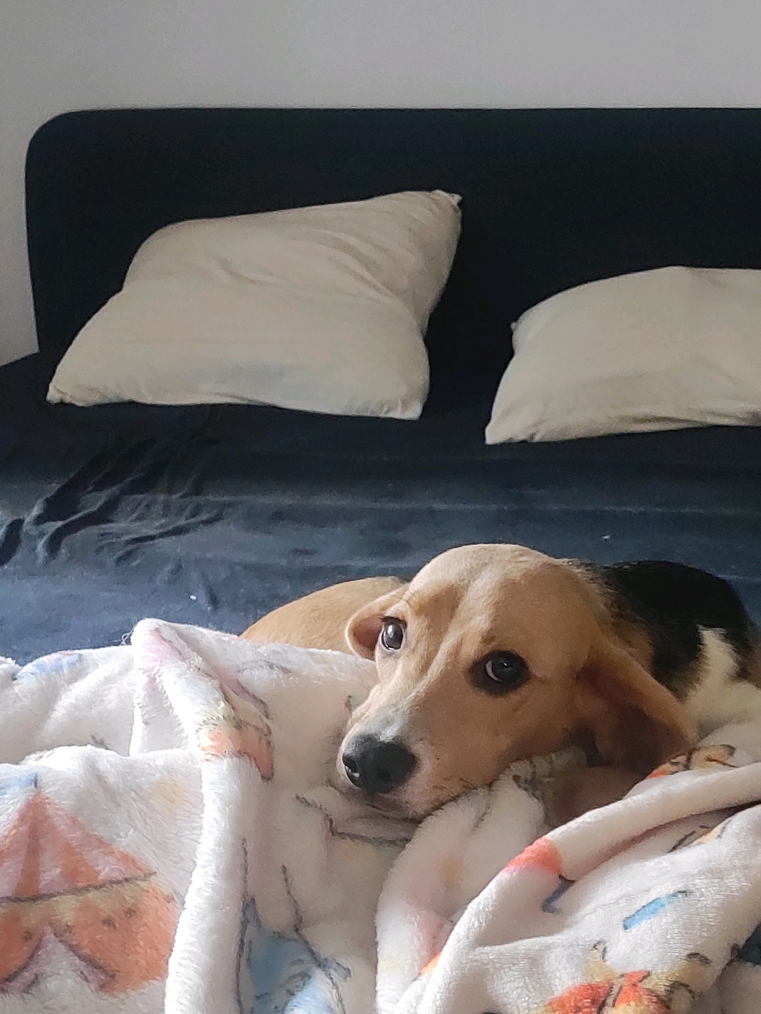 A tri-colored dog, predominantly tan with black and white markings, lies on a bed, partially covered by a white blanket with an orange and blue pattern. The dog's head rests on a fold of the blanket, and its eyes are open, looking towards the viewer. In the background, a dark blue headboard is visible, with two white pillows placed on it. The scene appears to be indoors, in a bedroom. There is no indication of the specific location within the city of Fürth, Germany.