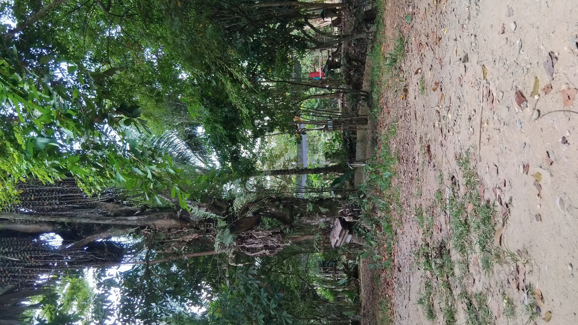 The image depicts an outdoor scene in the city of Bangun Rejo, Indonesia. The foreground is a dirt path covered with scattered leaves and small stones, with patches of green grass growing through. A large, gnarled tree dominates the center-left of the frame, its trunk thick and covered in moss and ferns. Hanging from the upper branches of this tree are long, dark clusters of what appear to be fruit or seeds.
Behind the tree, the environment transitions into a dense, lush forest with various types of trees and foliage. Sunlight filters through the canopy, creating dappled light and shadow. In the middle ground, several structures are visible, including what looks like a small wooden shelter or feeding station attached to the base of the large tree. Further back, hints of human activity can be seen, such as a red object and the silhouette of people, possibly near more rudimentary structures or covered areas. A black mesh netting is visible in the distance, possibly part of a greenhouse or enclosure. The overall impression is of a natural, somewhat wild environment with elements of human habitation.