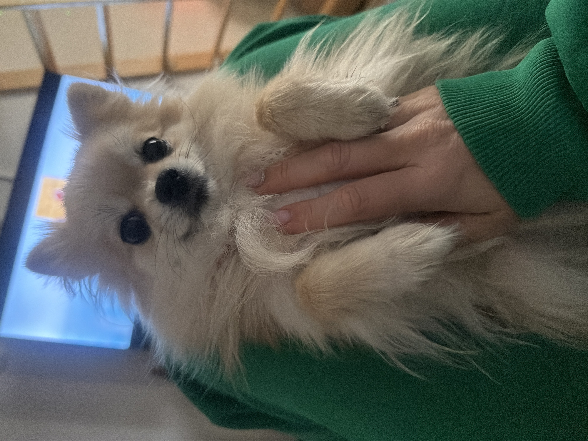 A small, light-tan dog is being held in someone's arms. The dog has long, fluffy fur, a black nose, and dark eyes that are looking directly at the camera. The person holding the dog is wearing a bright green sweater with ribbed cuffs. A hand is visible, cradling the dog's body. Behind the dog and person, there is a blurry background showing a blue-lit screen or surface and a hint of light-colored wood. The location is unknown, and there's no indication this photo was taken in Chaikovsky, Russia.