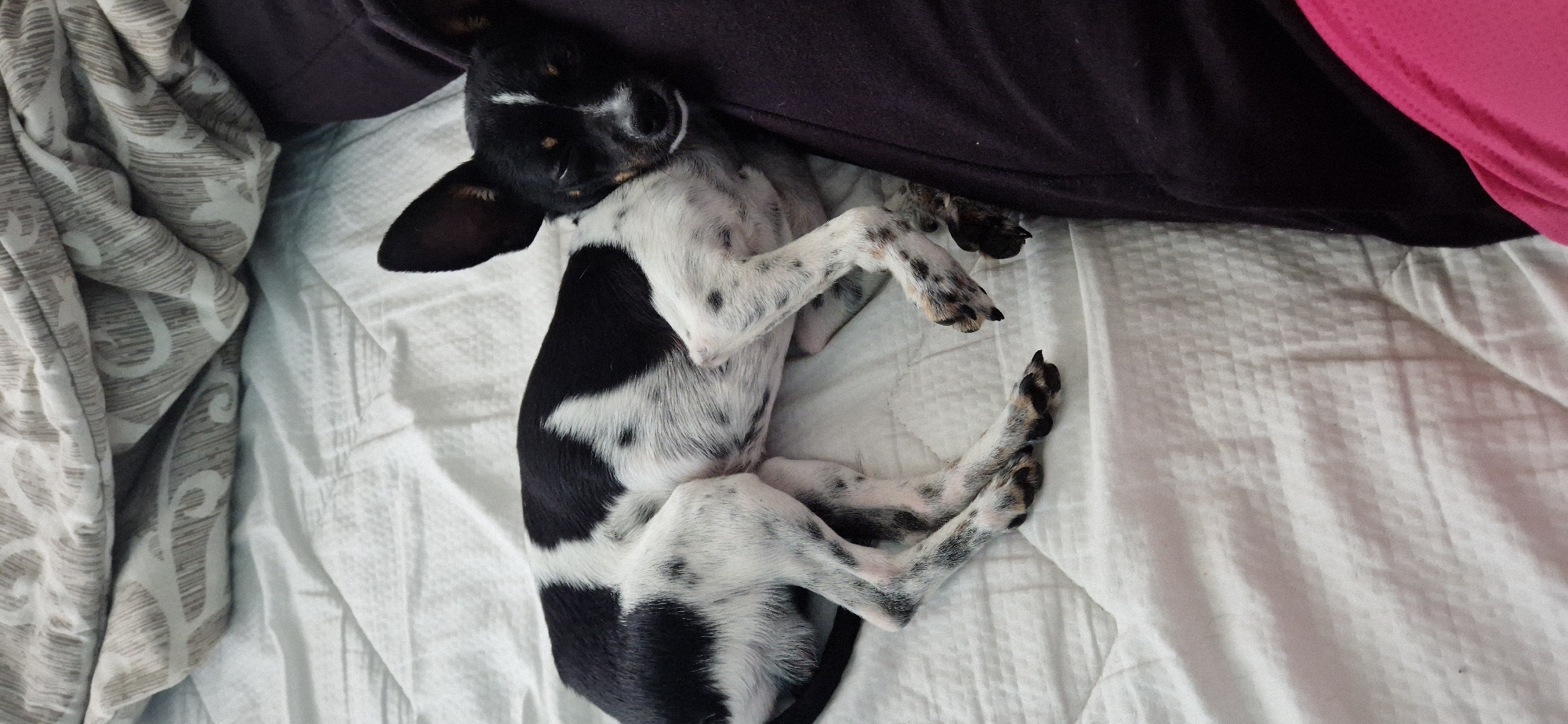 A black and white spotted dog is sleeping on its back on a white bed sheet. The dog's head is near a dark purple pillow. Another patterned blanket is on the left side of the image. The photo's location is Voynegovtsi, Bulgaria.