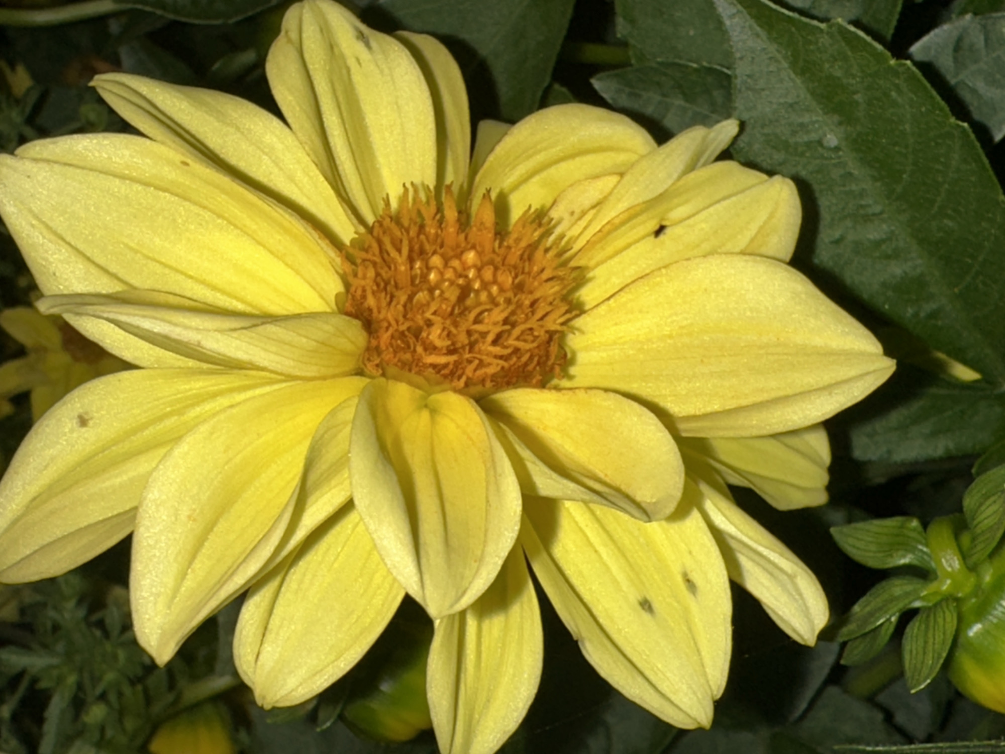 A close-up, top-down shot of a bright yellow dahlia flower is presented. The flower's center is a mass of fuzzy, orange stamen. The petals are elongated and pointed, with visible veins running through them. Some petals overlap, creating layers of yellow. A few small, dark specks, likely insects, are visible on some of the petals. The background is out of focus, showing dark green foliage, suggesting the flower is growing outdoors. The overall lighting is bright, illuminating the vibrant yellow of the petals. The image does not contain any identifiable landmarks or specific environmental clues that would allow for pinpointing a location within Tomsk, Russia.