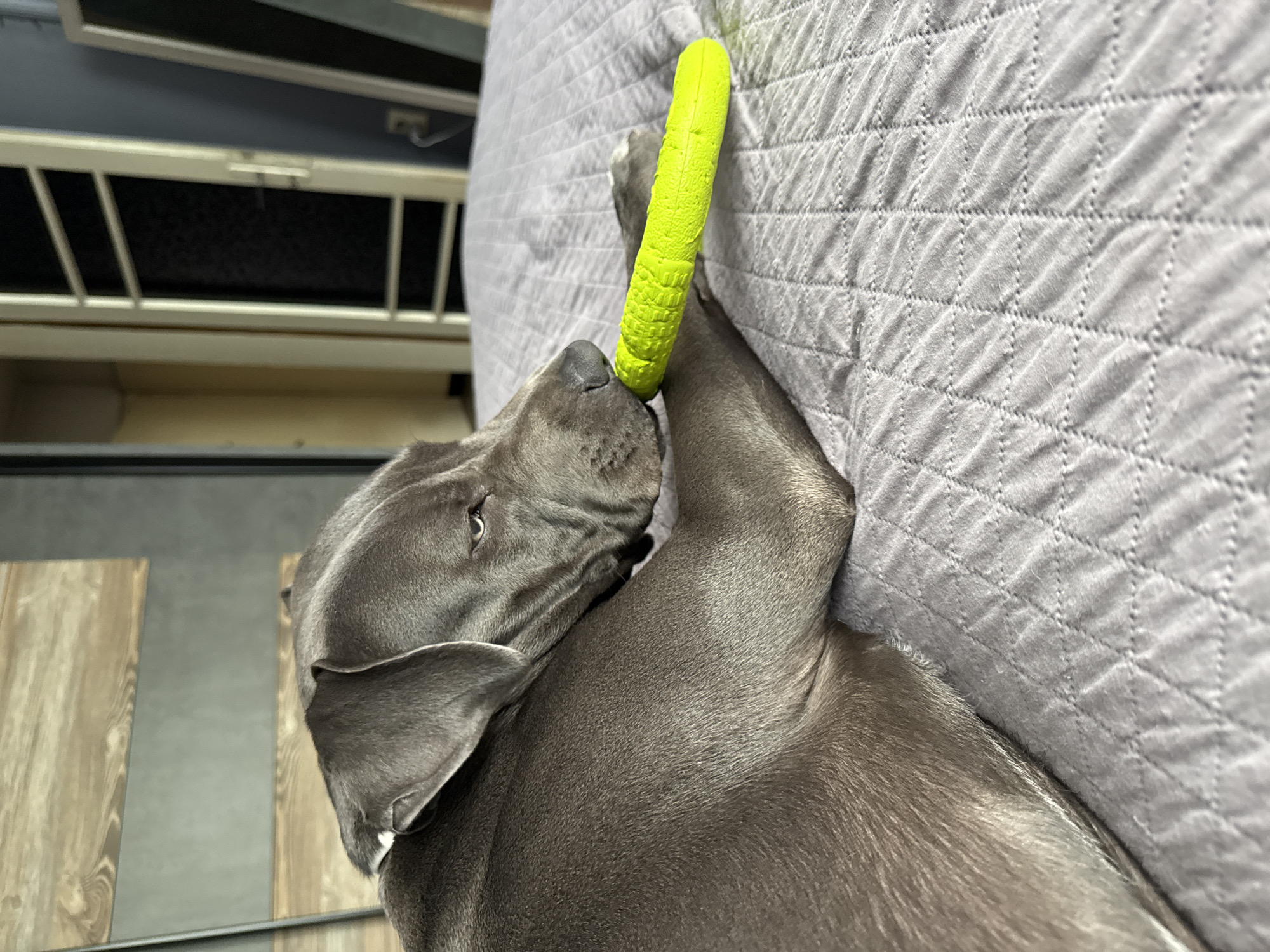 A gray American Bully-type dog is lying on a gray quilted bedspread, its nose touching a green rubber chew toy. The dog's left ear is visible, and its left eye is partially open. A partially visible wooden table is in the lower left corner. In the background, a partially visible structure with a black mesh screen and light-colored frame is present. The location and city of Varna, Bulgaria are not determinable from the image.