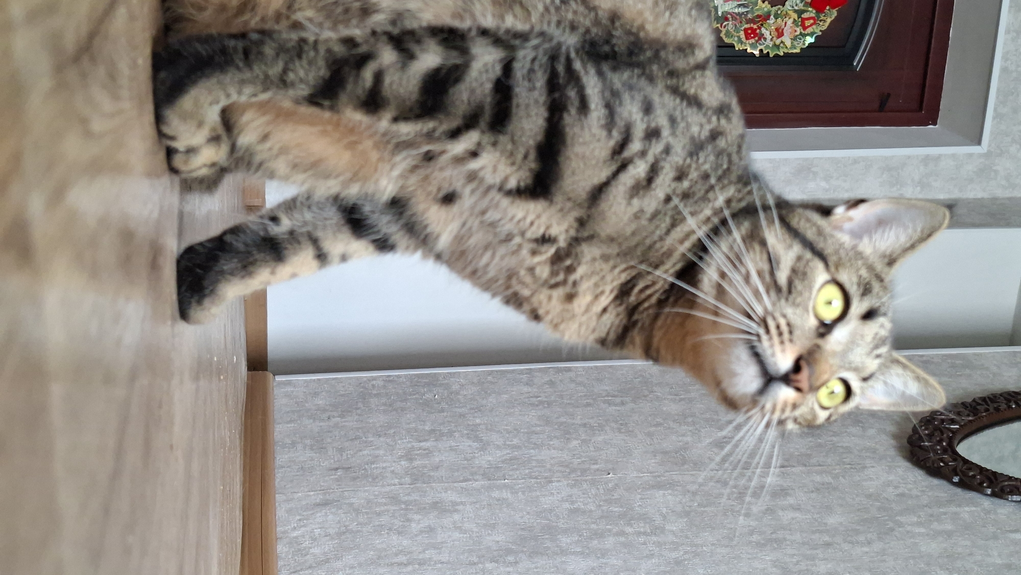A tabby cat with bright yellow eyes looks up and to the right. The cat is in a low-angle shot, with its body angled to the left and its head turned to the right. The background consists of a wooden floor, a wall with a textured grey wallpaper, and a dark brown door with a festive wreath on it. A decorative oval mirror with a carved frame is visible on the wall in the upper right corner of the image. The scene appears to be indoors, possibly in a home in Myadzyel, Belarus.