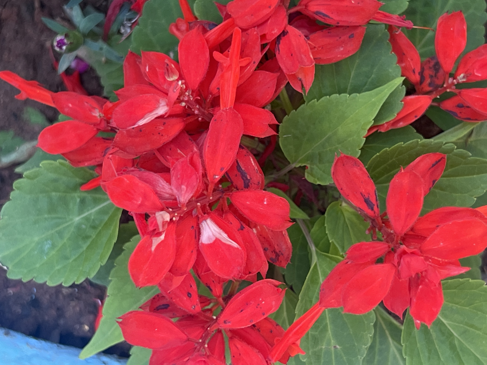 The image shows a close-up view of red Salvia splendens flowers surrounded by green leaves. Some petals have small dark spots and white blemishes. A small purple flower bud is visible in the background. The bottom edge of the image shows a blue concrete surface. The location of the photo is specified as Ouaouizert, Morocco.