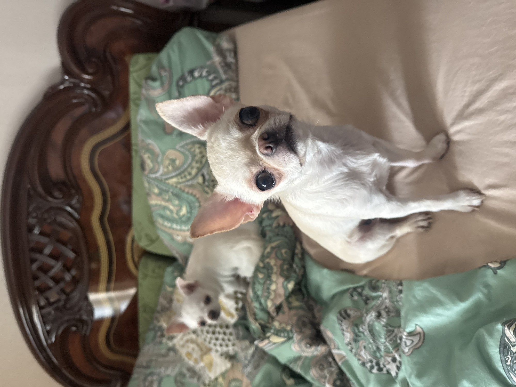 The image shows two white Chihuahuas on a bed. The dog in the foreground is sitting and looking directly at the camera. It has large, dark eyes and erect ears. The dog in the background is further away and is also white, with its head turned to the side. The bed has a headboard made of dark wood with ornate carvings. The bedding includes pillows with a green paisley pattern and a fitted sheet in a neutral color. The lighting suggests an indoor setting, likely a bedroom. There are no elements in the image that indicate the location is in Novosibirsk, Russia.