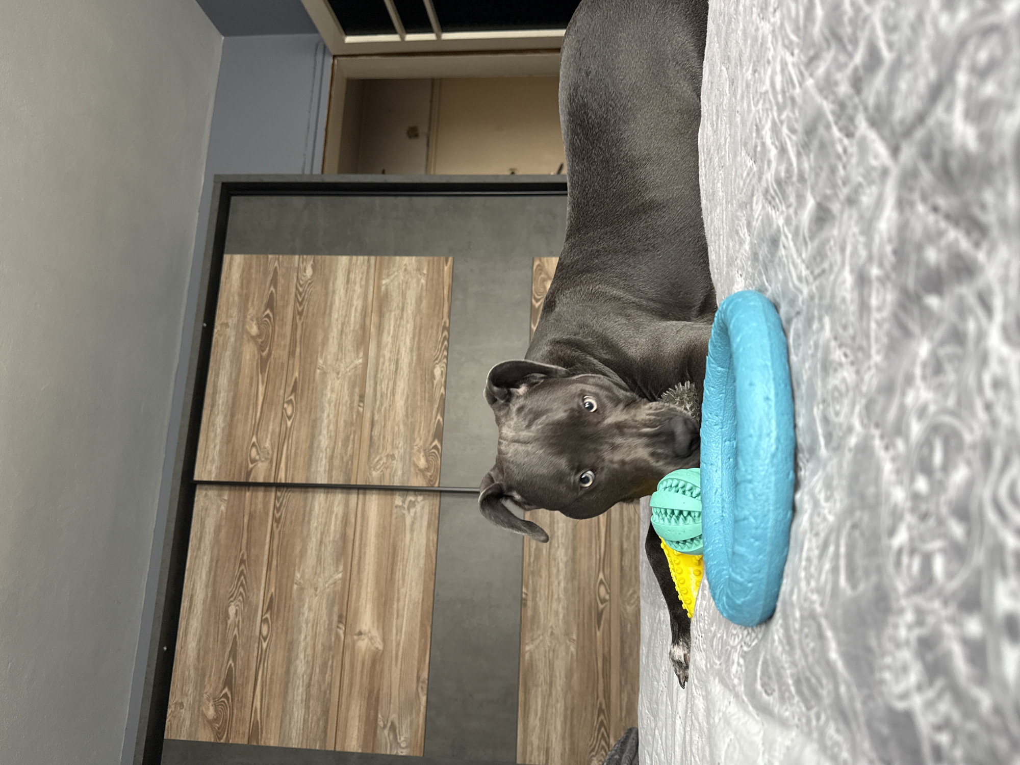 A gray pit bull-type dog is positioned on a light gray patterned surface, likely a bed or couch. The dog is holding a blue, yellow, and light green toy in its mouth. The dog's tail is partially visible. Behind the dog is a wooden-panelled wall, framed by gray trim. Above the wall is a doorway or opening, leading to a room with beige walls. The left side of the image shows a gray wall. The image orientation is rotated. The location and city of Varna, Bulgaria, cannot be determined based on the visual information provided.