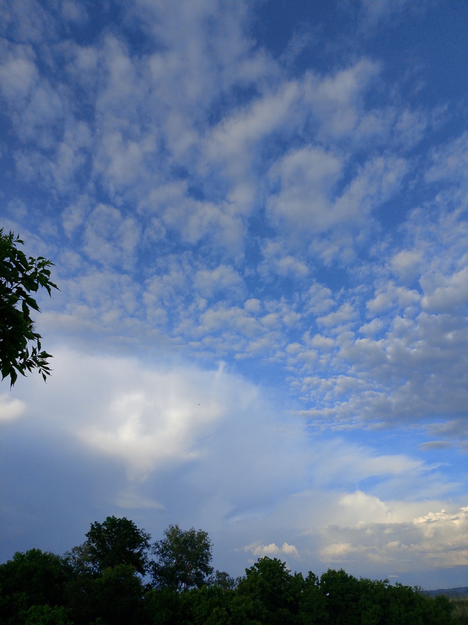 The image depicts a wide-angle view of a cloudy sky above a line of trees. In the upper left portion of the frame, a dark green leafy branch extends into the sky. The sky is filled with a variety of clouds, ranging from wispy white cirrus clouds to larger, more substantial cumulus clouds. The overall lighting suggests it is daytime, possibly late afternoon or early evening, given the slightly muted tones and the contrast between the bright clouds and the shadowed trees. The horizon line is low in the frame, dominated by the expansive sky.