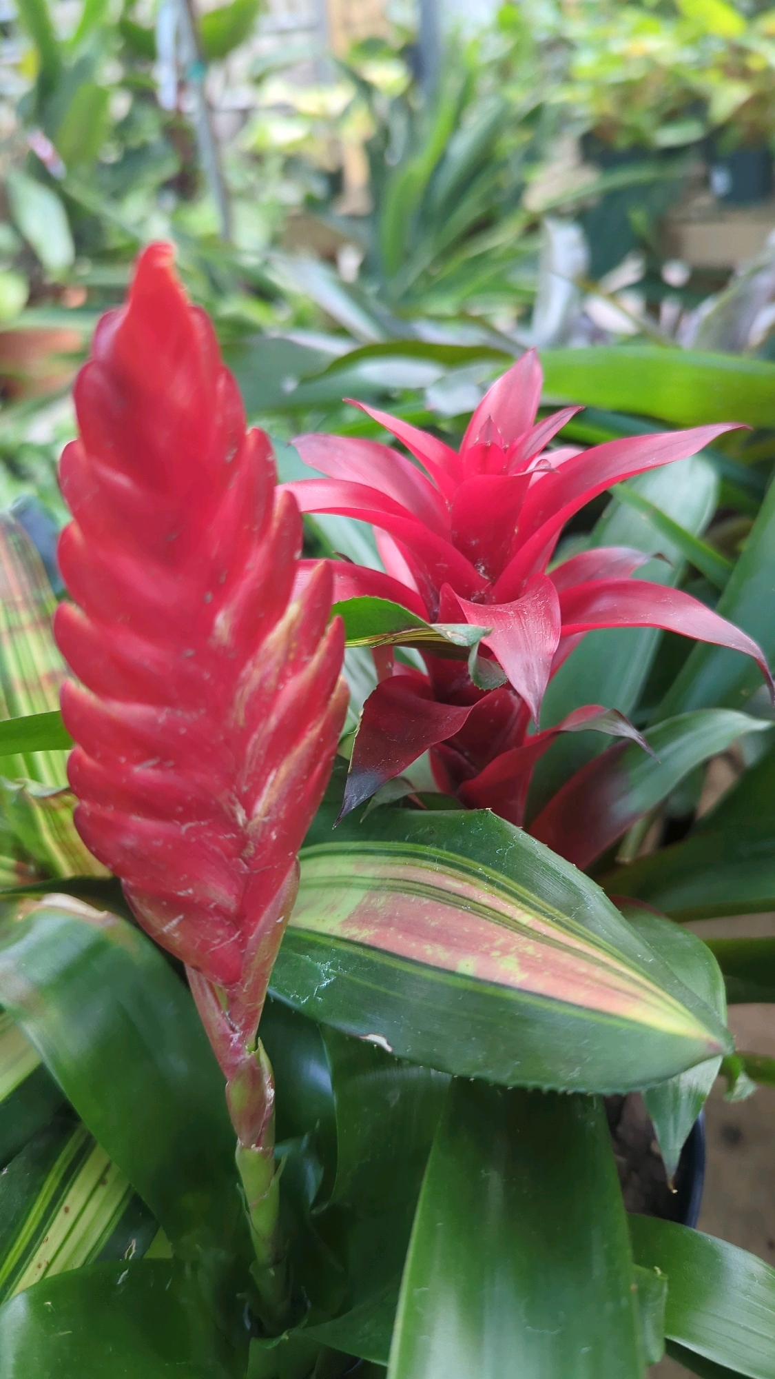 The image shows two bright red bromeliad flowers in close-up, set against a blurred background of green foliage. The flower on the left is elongated and spike-like, with layered petals. The flower on the right is more open and star-shaped. Some of the leaves in the foreground have variegated patterns of green, yellow, and pink. The setting appears to be an indoor plant nursery or greenhouse, possibly in Sainte-Thérèse, Canada, given the presence of many similar plants and a generally cultivated environment.
