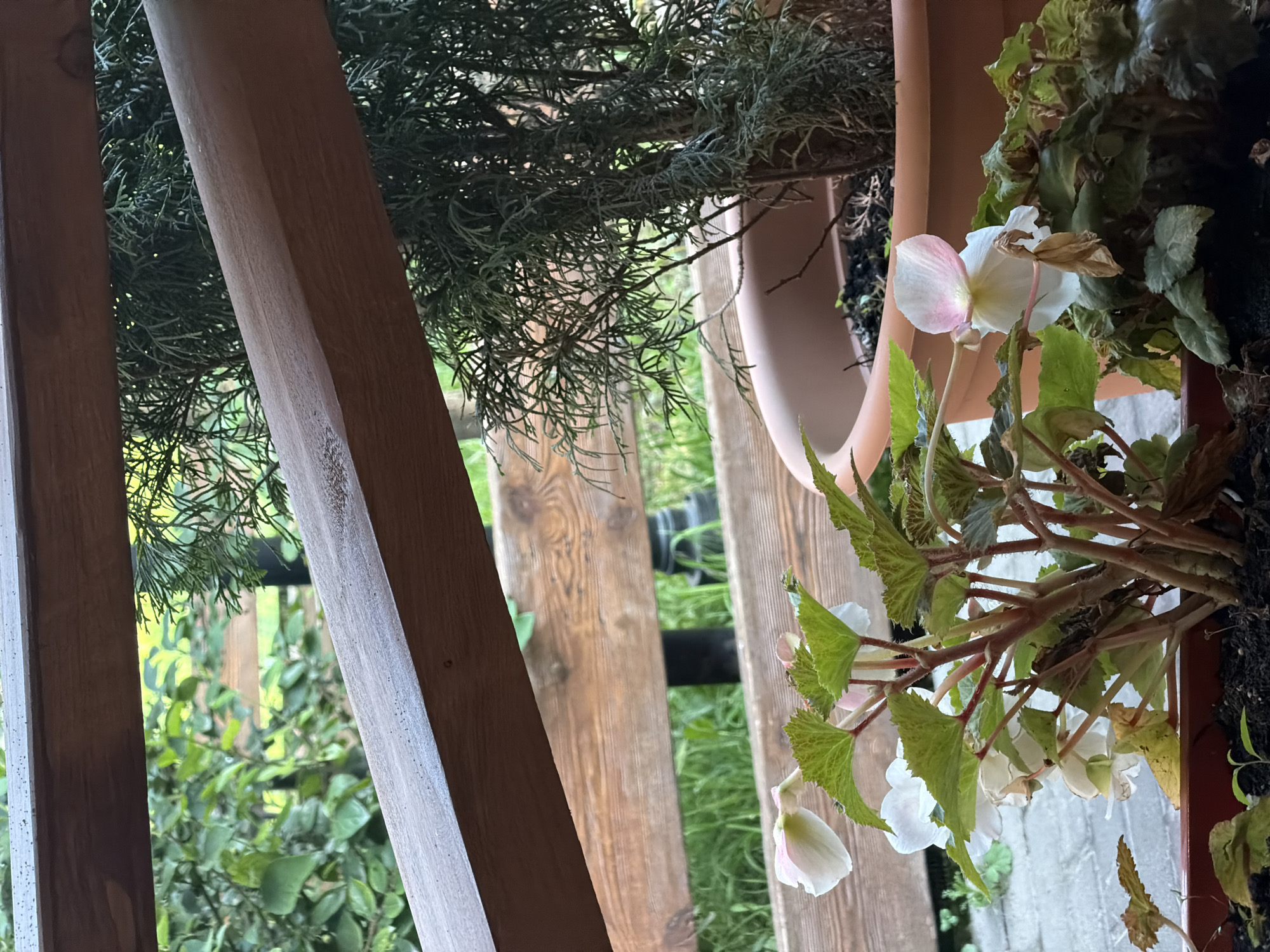 The image depicts a close-up view of potted plants on a wooden deck or balcony. In the foreground, a begonia plant with pale pink and white flowers and green, textured leaves is prominently displayed. To the right, a conifer or similar evergreen plant in a terracotta pot is partially visible. The background features a wooden fence and lush green foliage, suggesting an outdoor setting. The lighting indicates it is daytime. The scene is devoid of people or any specific landmarks that would indicate a location in Saint Petersburg, Russia.