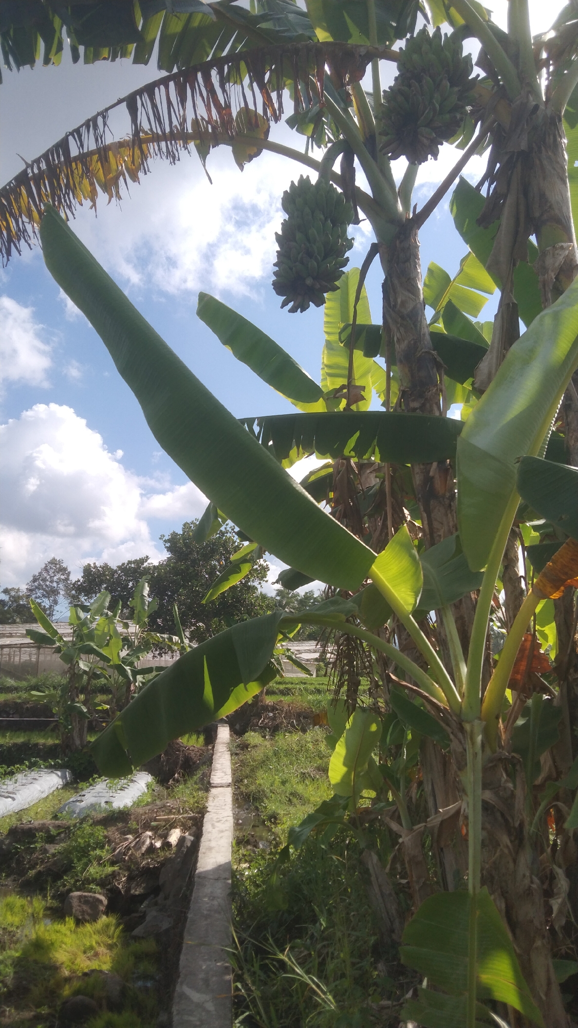 The image depicts a cluster of banana trees under a bright, partly cloudy sky. Two bunches of green bananas are visible on one of the trees, hanging down from a stalk. Large, broad banana leaves dominate the foreground, some of which are casting shadows. In the background, a rural scene is discernible with more vegetation, including other banana plants, and some structures that appear to be greenhouses or covered agricultural areas. A concrete channel or pathway runs through the scene, bordered by grass and some debris. The overall impression is that of a cultivated outdoor agricultural setting in a tropical or subtropical climate. The location is identified as being in the city of Argomulyo, Indonesia.