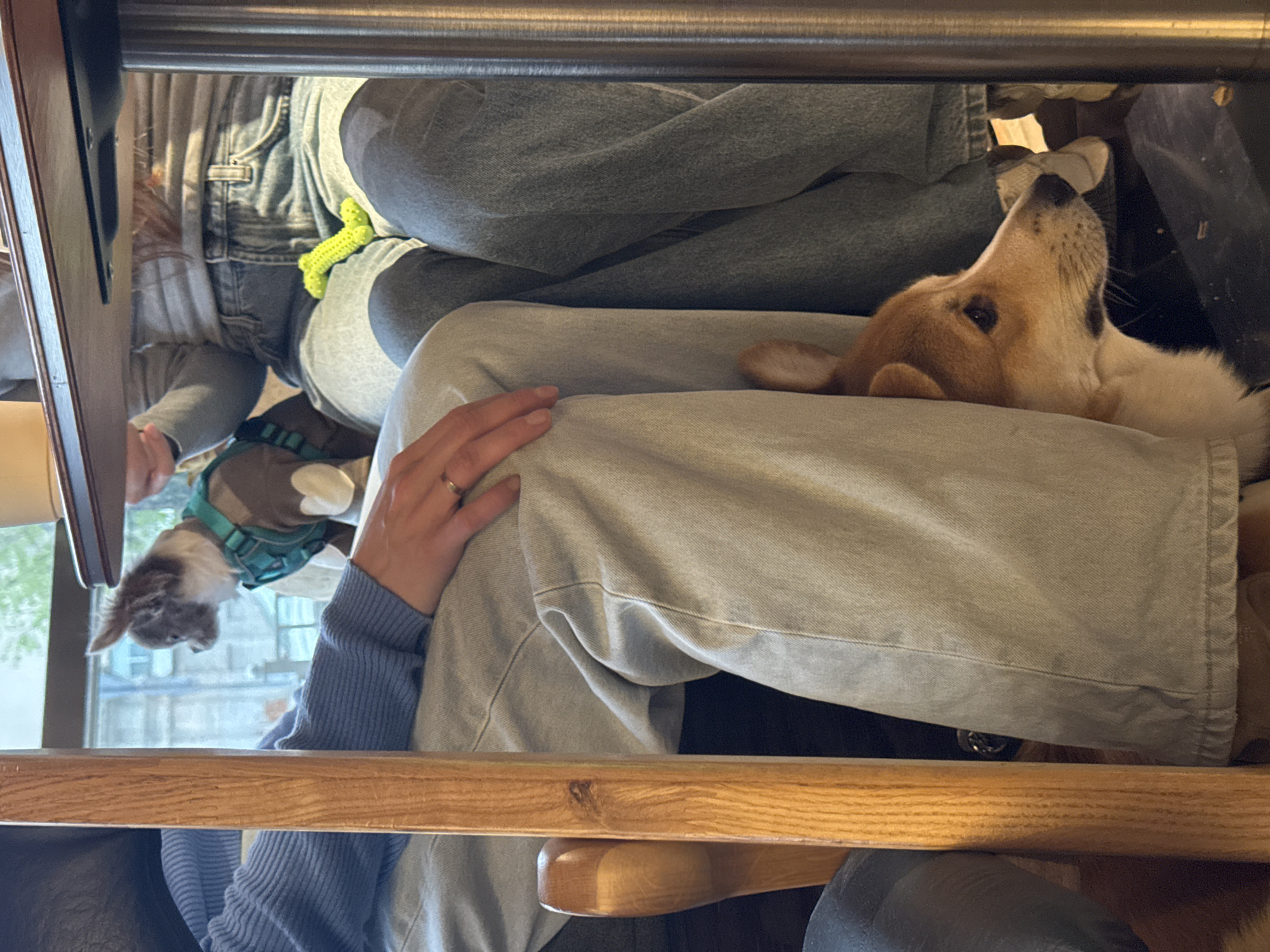 The image shows an indoor scene, likely in a restaurant or cafe, in Kazan, Russia. Two people are seated at a table. One person is wearing a blue sweater and light-colored pants, with their hand resting on their leg. A corgi is lying on their lap, looking upward. Another person is wearing a denim jacket and jeans. A small dog is visible under the table wearing a harness. The scene is obscured by the table structure and the close proximity of the subjects. The angle of the photograph is taken from below.