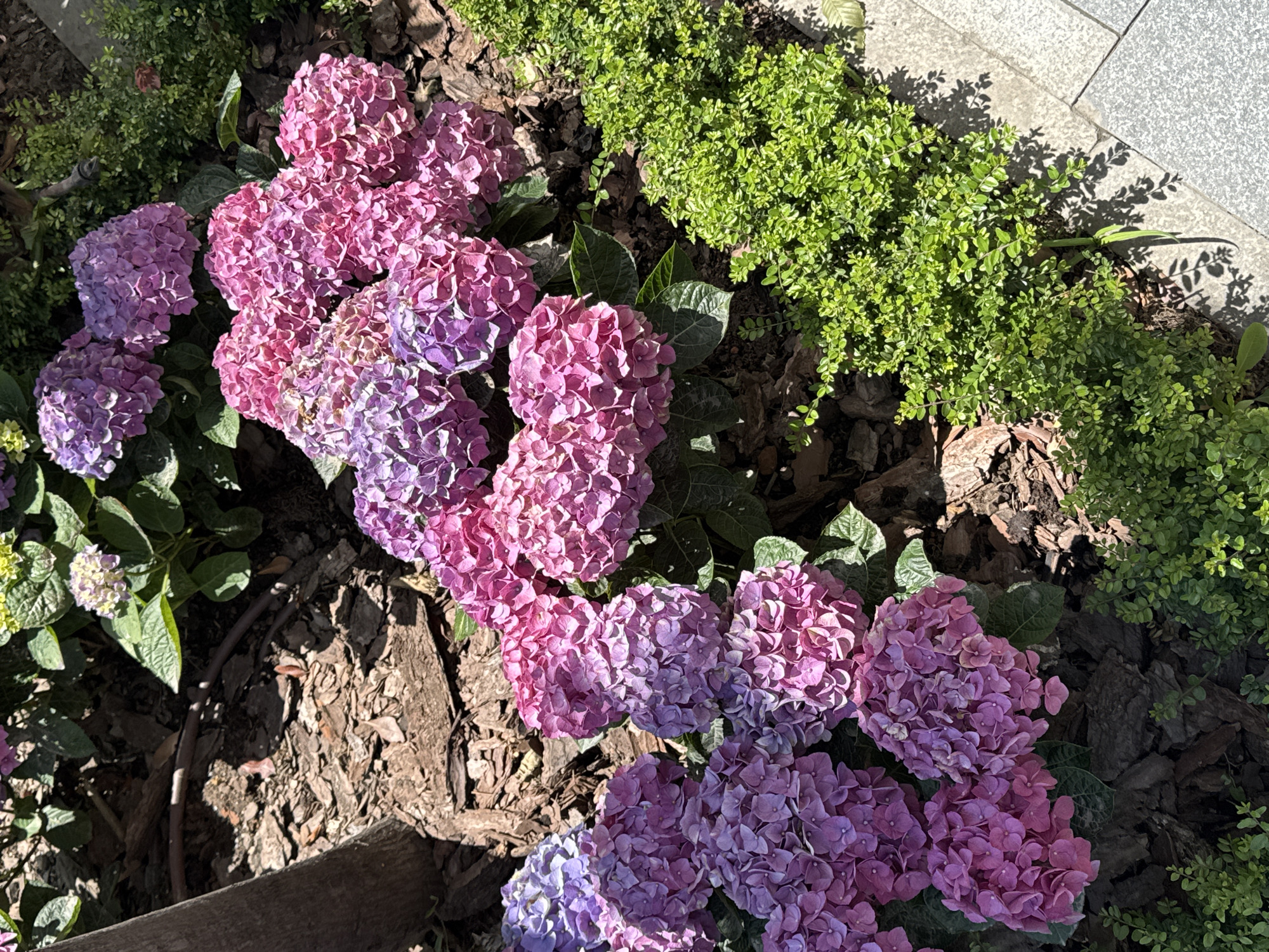 The image shows a flower bed with blooming hydrangeas and low-growing shrubs. The hydrangeas are a mix of pink and purple shades, clustered together. The shrubs are a dense, bright green. The ground is covered with wood chips. To the right, a gray, paved surface, possibly a walkway, is visible. The location is likely in Belgrade, Serbia, due to metadata or related content associated with the image.