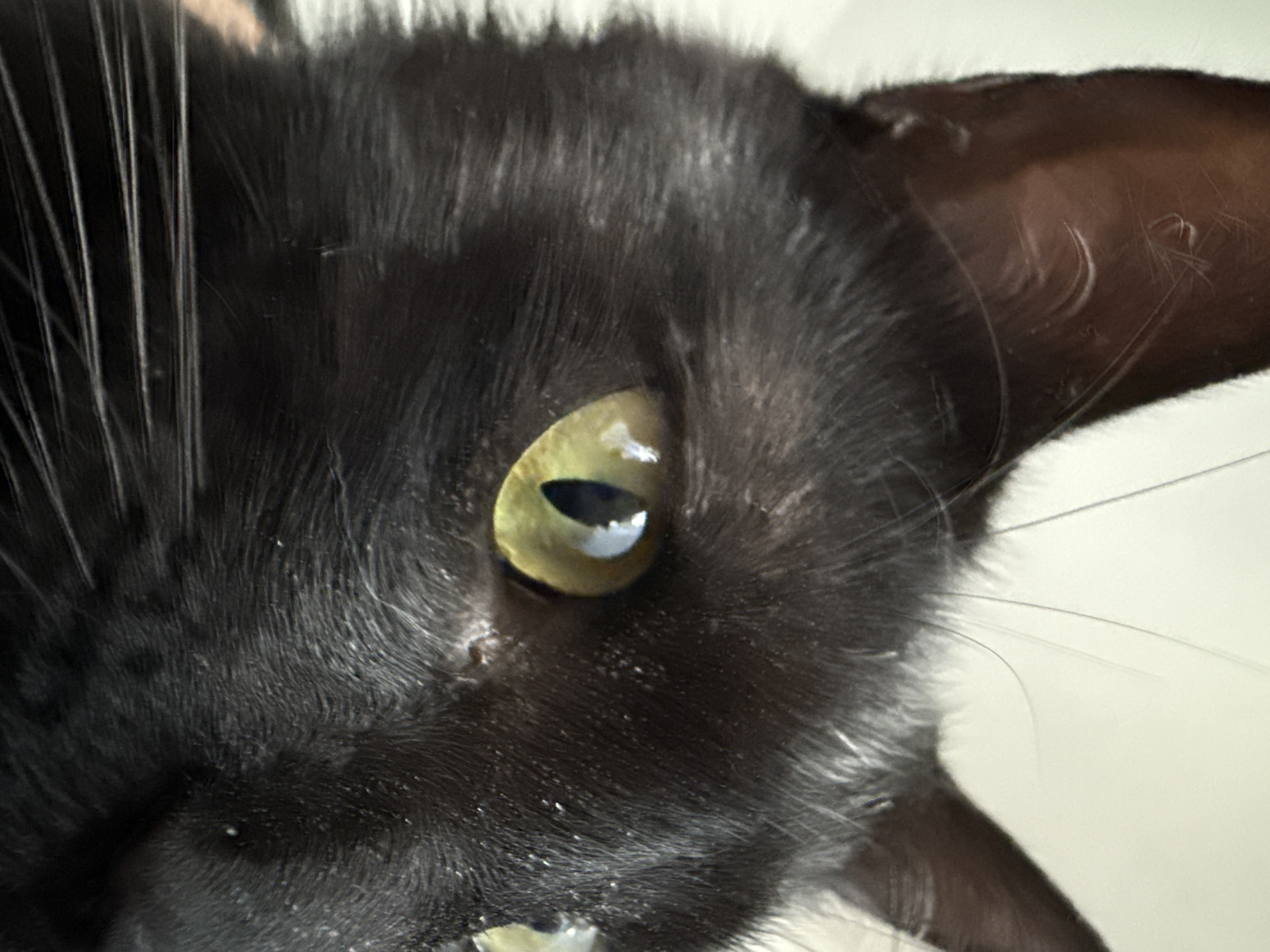 This media file is a close-up, eye-level shot of a black cat's face. The cat's left eye is the primary focal point, a striking green iris with a slit pupil reflecting a bright light source. Its fur is dark and appears soft, with some lighter specks visible upon closer inspection, potentially dust or dandruff. Long, white whiskers fan out from the cat's muzzle, some appearing slightly curved. The cat's left ear is visible in the upper right quadrant of the image, with a dark, reddish-brown interior that shows faint lines and scratches. The background is a plain, light-colored surface, possibly a wall or fabric, with a slight gradient suggesting a light source from above. The lighting appears to be artificial, creating a strong reflection in the cat's eye and highlighting the texture of its fur and ear. The image captures a moment of quiet observation, with the cat's gaze directed forward, seemingly at the camera. No text is visible in the media file.
