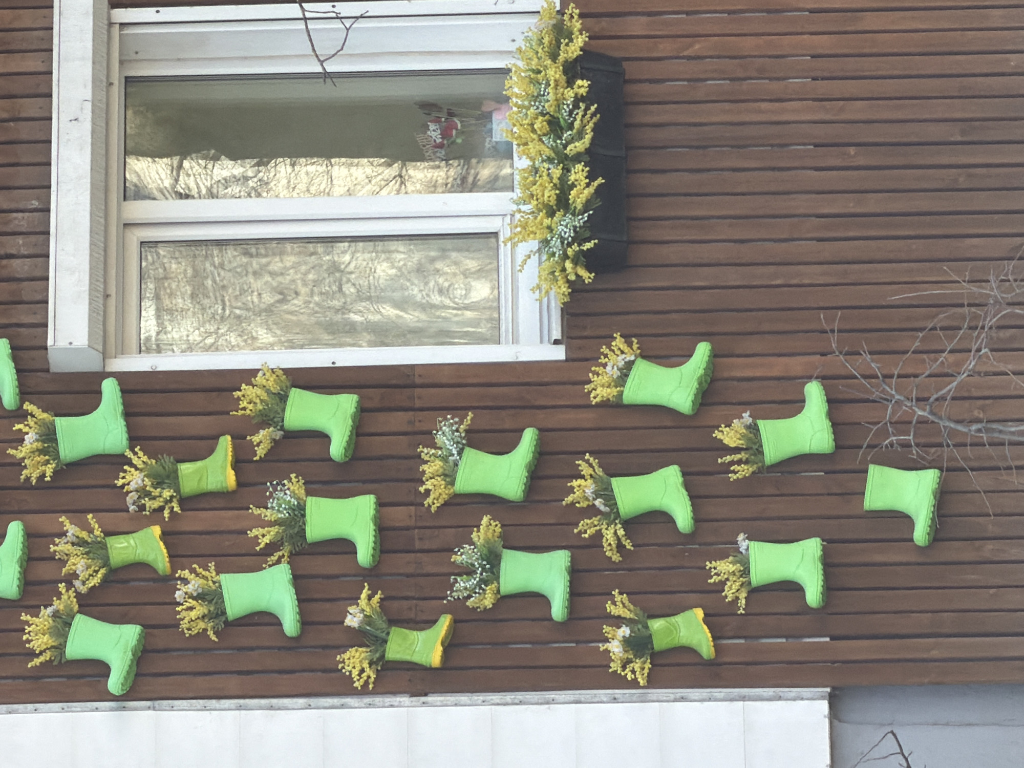 This image captures an outdoor decorative wall in Chaikovsky, Russia. The central feature is a brown, horizontally-slatted wooden wall. In the upper left, a white-framed window with two panes reflects the surrounding environment, showing bright, possibly snowy, terrain or sky and bare tree branches. To the right of the window, a black vertical planter is affixed to the wall, brimming with artificial yellow flowers and white accents, resembling a mimosa plant.
Below the window and spanning the wooden wall, a whimsical display of multiple bright lime-green rain boots is arranged. Each boot is attached to the wall, with many containing artificial yellow and white flowers or foliage, creating a vibrant and cheerful aesthetic. Some of the boots feature a contrasting yellow sole. Bare tree branches also extend over the upper right side of the wooden wall. A white horizontal structure, likely a lower part of the building or a foundation, is visible at the bottom of the frame. The overall scene suggests a spring-themed outdoor decoration. No visible text is present in the image.