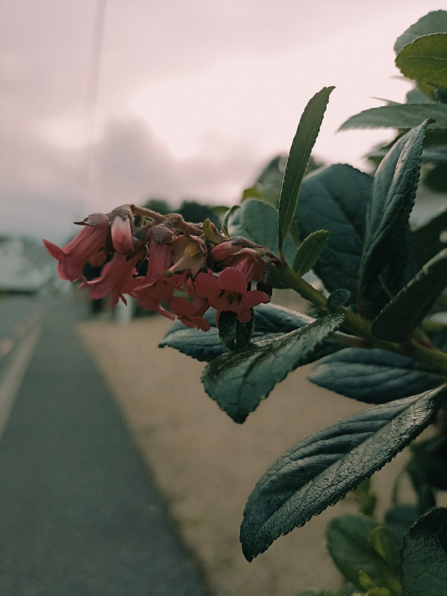 This is a close-up, low-angle, outdoor photograph of a cluster of small, pink, bell-shaped flowers on a branch with dark green leaves. The flowers are delicate and appear somewhat wilted. The leaves are textured with prominent veins. In the background, out of focus, is a paved road with a white line, suggesting a roadside location. The ground beside the road is a sandy or earthy color. The sky is overcast with a soft, diffused light, casting a muted tone over the scene. The overall impression is one of nature in an urban or semi-urban environment. No people are visible in the image. The specific location in Annagry, Ireland is not determinable from the visual information provided.