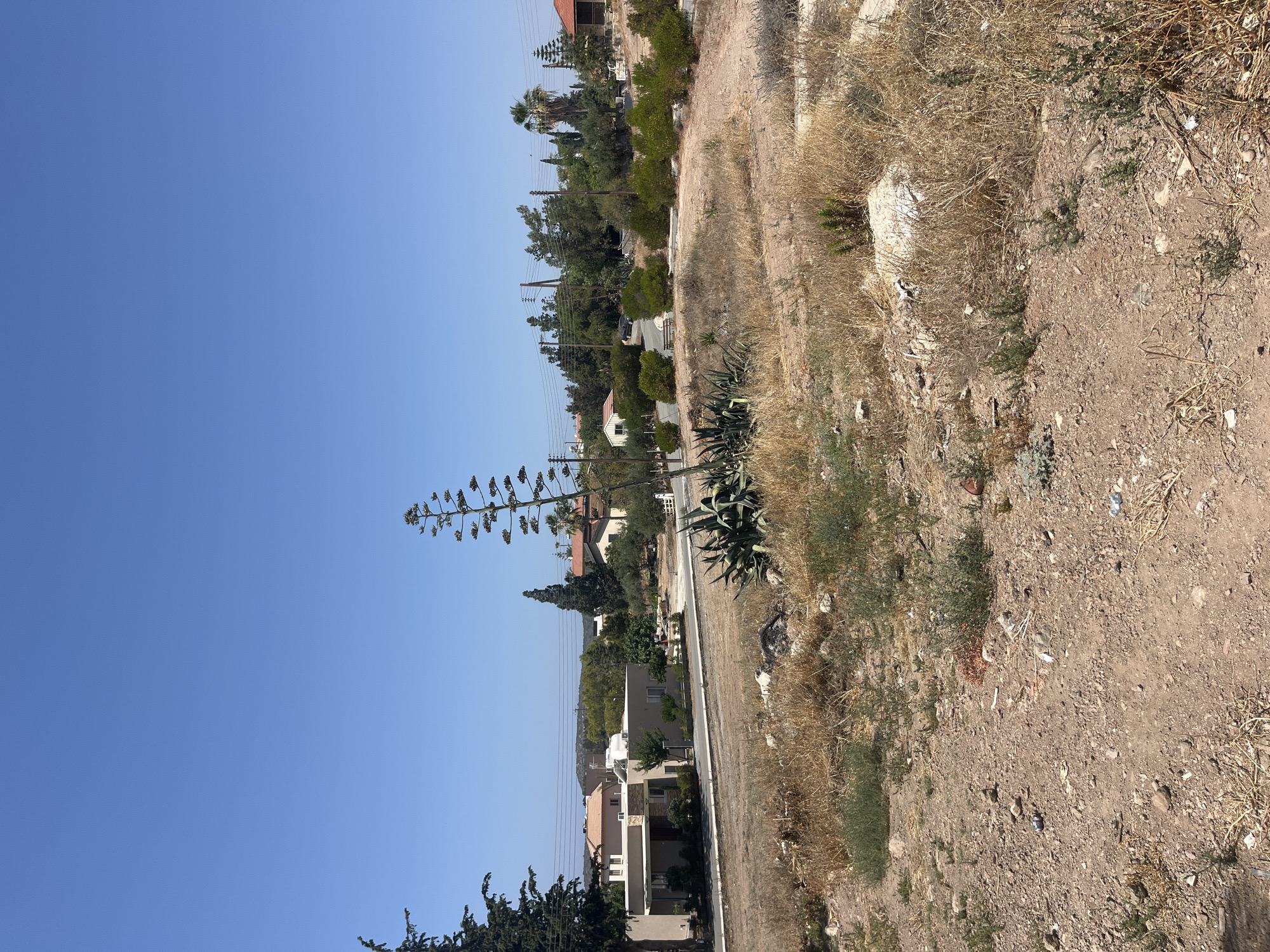 The image depicts a dry, arid landscape in the Moni Community, Cyprus, under a clear blue sky. The foreground is dominated by dry, golden grass, dirt, and scattered rocks, with some sparse green vegetation. In the mid-ground, a large agave plant with a tall, flowering stalk stands prominently to the right. Behind the agave, a paved road winds through a residential area. Several houses with neutral-colored facades and tiled roofs are visible, interspersed with trees and bushes. Utility poles with power lines run overhead. A car is parked on the road in the distance. The overall impression is one of a rural or suburban environment in a warm climate, with signs of drought and dry vegetation.