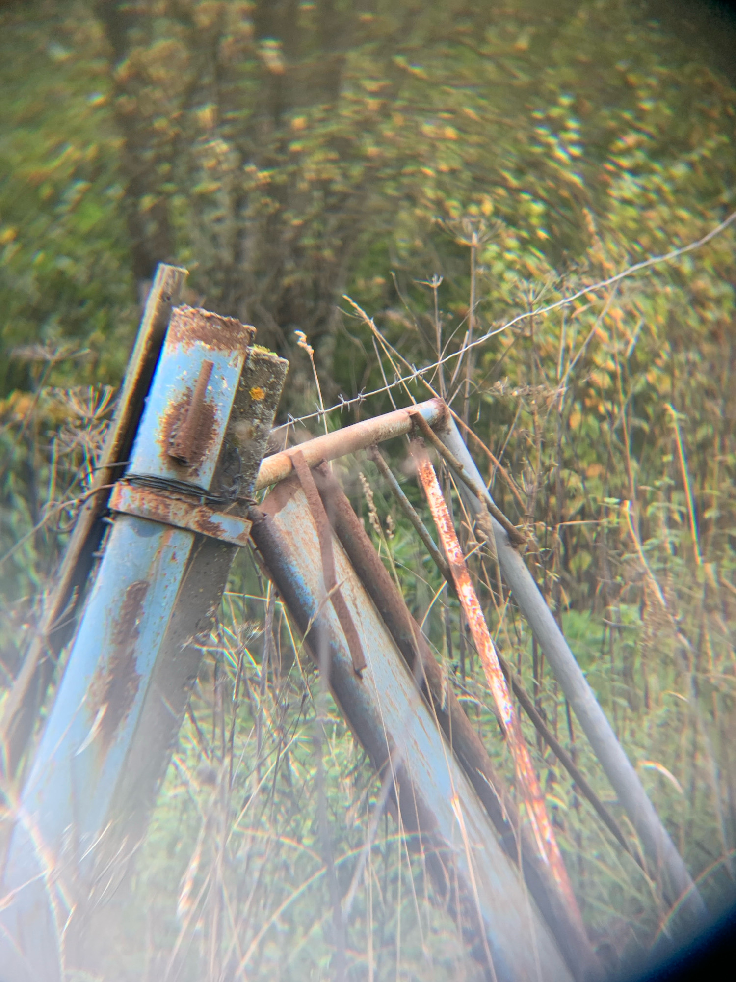 The image depicts a weathered, rusting metal fence structure situated in an overgrown, natural environment, possibly in Vas'kovo, Russia. The fence consists of blue metal posts and bars, heavily corroded with patches of orange rust. Barbed wire is visible, stretched across the scene. The surrounding area is densely populated with dry grass, weeds, and foliage, suggesting an outdoor, possibly rural or semi-rural, setting. The image has a soft focus with noticeable chromatic aberration, giving it a slightly dreamy or distorted appearance, which could be due to the lens used or atmospheric conditions. No people or animals are visible in the frame.