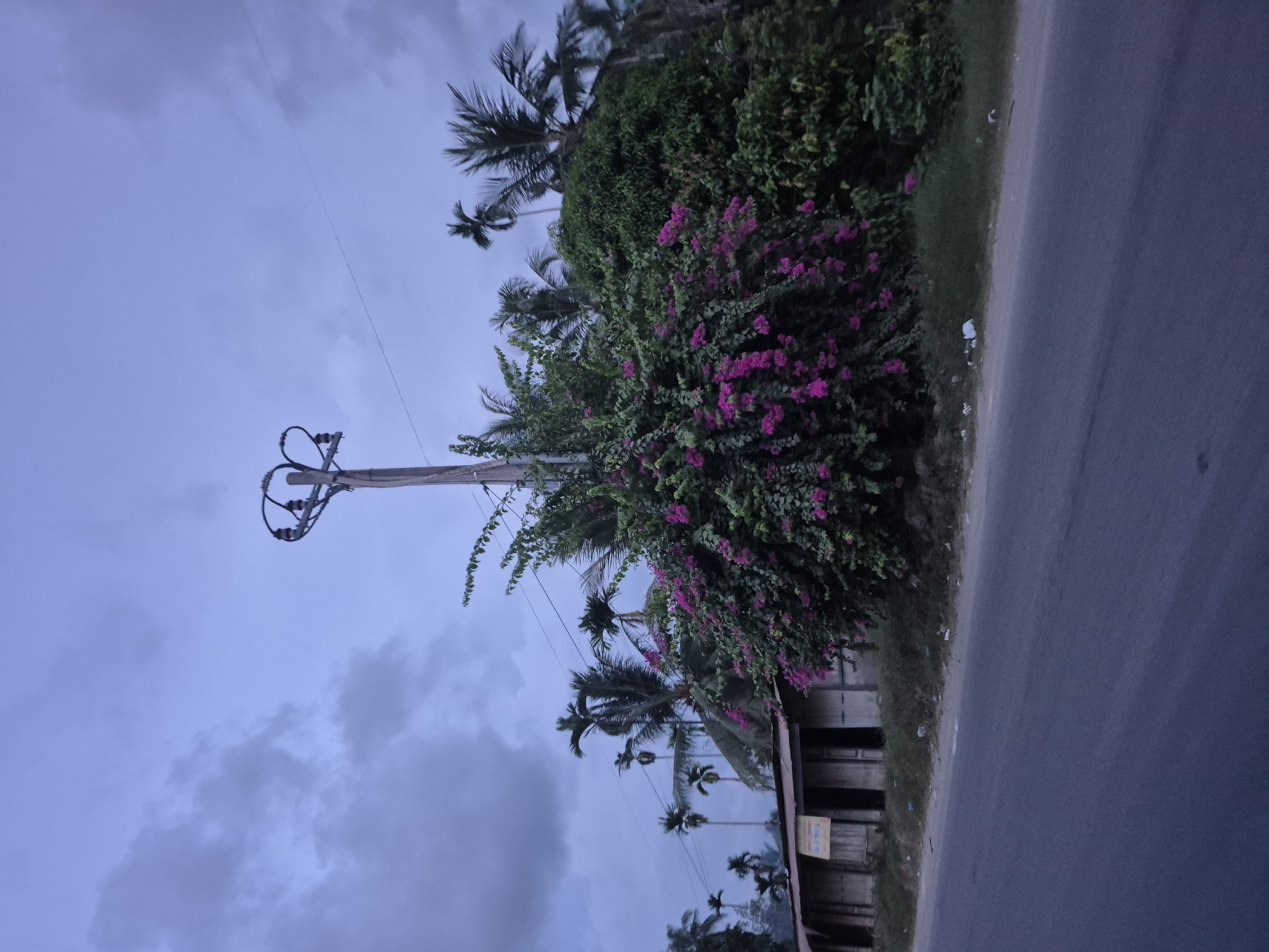The image shows a street scene in Manetunong, Indonesia. A paved road runs along the right side of the frame. On the left, a lush green area features flowering bushes with bright pink blossoms and palm trees, obscuring a partially visible structure. A utility pole with electrical wires stands against a cloudy sky in the background. The image appears to be taken at dusk or dawn due to the low light levels.