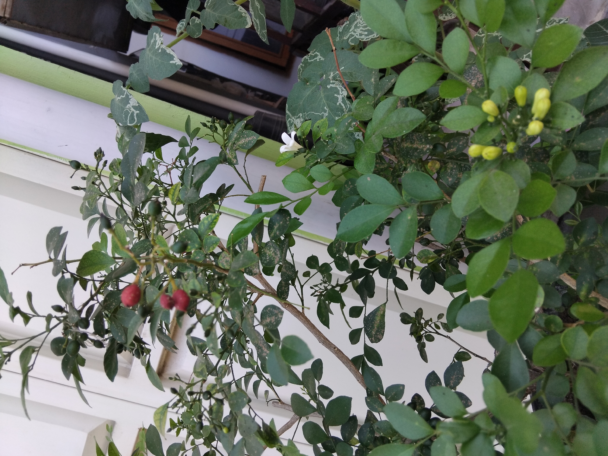 The image shows a close-up view of a small tree with green leaves, branches, and some red fruits, as well as some yellow buds. There is also a single white flower visible among the leaves. The tree appears to be potted and situated outdoors, with a white wall and a greenish pipe in the background, suggesting an urban setting. The light suggests it is daytime. The image was taken in Kepuh Kiriman, Indonesia.