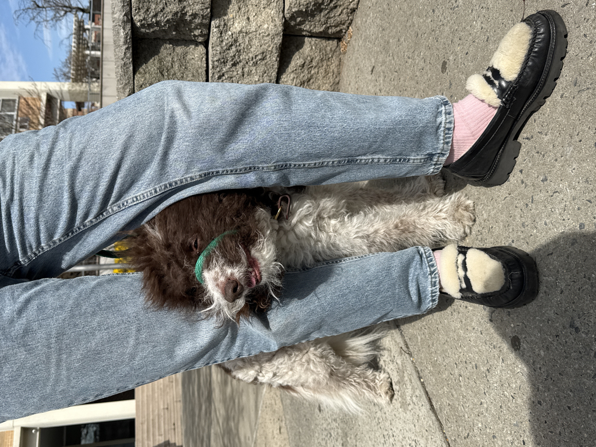 A medium, full shot captures a person sitting with their legs crossed, and a medium-sized dog lying between and partially beneath their legs, on what appears to be a concrete sidewalk. The person wears light-blue denim jeans and black shoes with white fur lining and pink socks. The dog has shaggy brown and white fur and a green collar. A stone wall rises behind the person. In the background, buildings are visible under a blue sky with light cloud cover. Based on the architectural style, foliage and the general urban setting, the image appears to have been taken outdoors in New York City, United States of America.