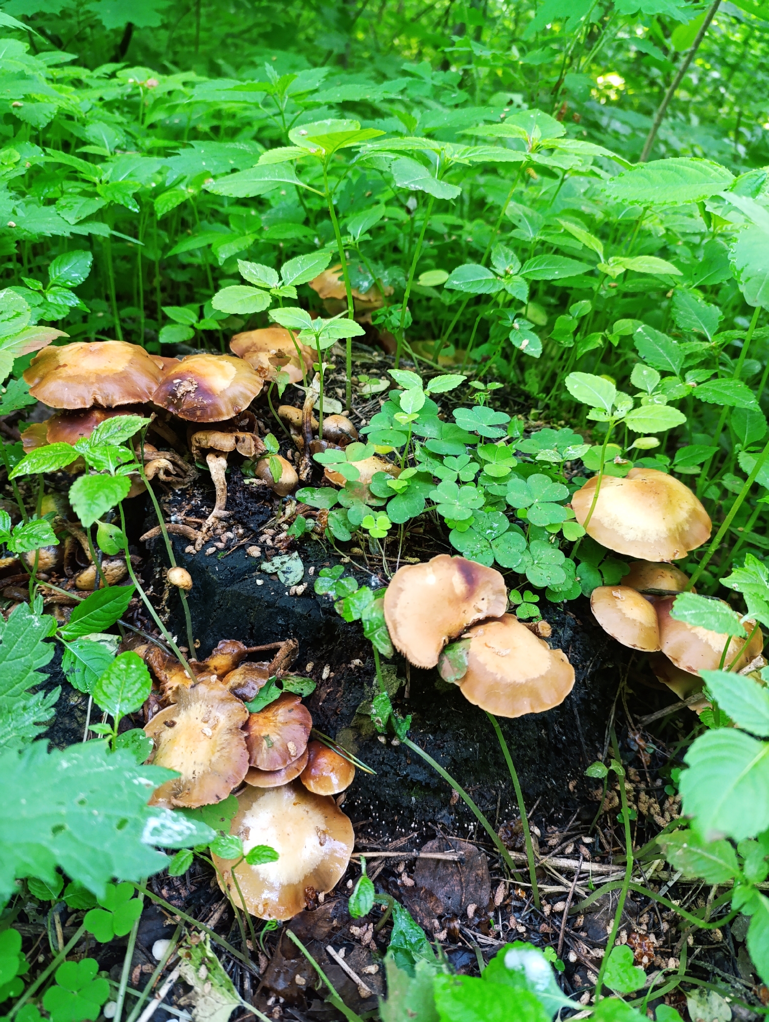 The image captures a close-up view of a forest floor, likely in a wooded area of Unknown, Unknown. The primary subject is a collection of mushrooms, of varying sizes and shades of brown, growing on and around a dark, possibly decaying tree stump. The area is heavily vegetated with an assortment of green plants, including broadleafed foliage and clover. Leaf litter and small twigs are scattered across the ground. The scene suggests a damp, shaded environment conducive to fungal growth.