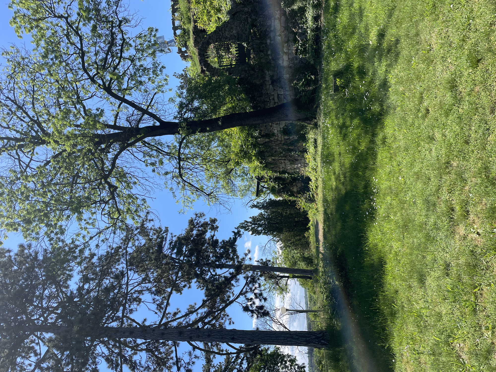 The image captures a park scene, likely in the city of Unknown, Unknown. A grassy lawn occupies the right side of the frame, dotted with small white flowers. A stone wall with an arched opening and a metal gate is visible behind the grass, partially obscured by trees and foliage. Two large trees with branches reaching towards the blue sky dominate the left side of the frame. A faint rainbow is visible, spanning from the bottom edge of the image towards the middle.