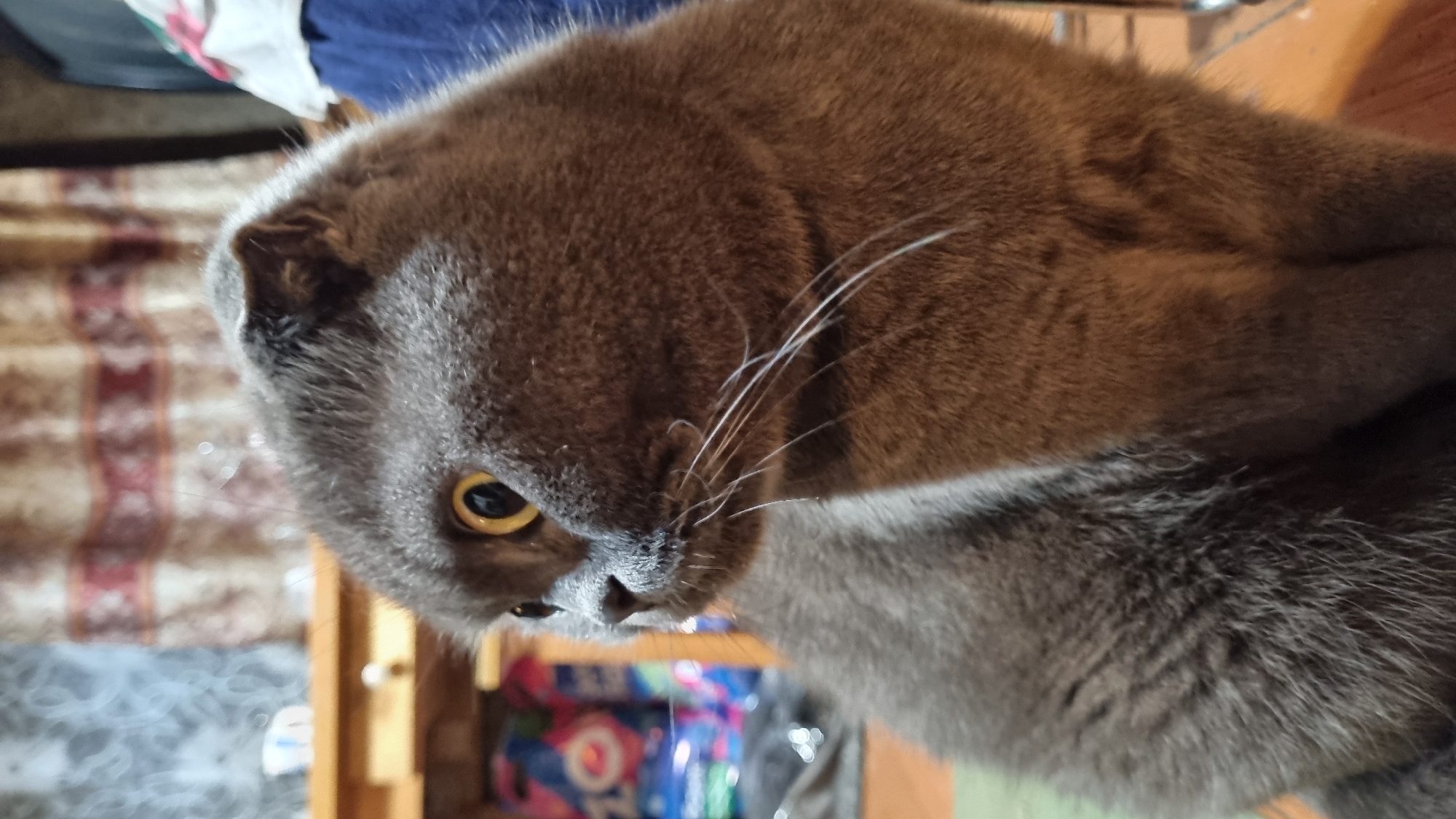 A close-up, side-profile shot captures a grey Scottish Fold cat seated indoors, likely in a residential setting in Vysokoe, Russia. The cat's head is turned to the left, revealing its large, yellow eyes and distinctive folded ears. Its fur appears soft and dense. The background is blurred, but hints at domestic surroundings, including what appears to be a wooden shelf or table with some items on it, possibly bags or boxes, and patterned curtains hanging in the upper section of the frame. A portion of a blue chair is visible on the right side. The lighting suggests an indoor environment, possibly in the daytime with some artificial light. There are no people or other animals visible in the frame.