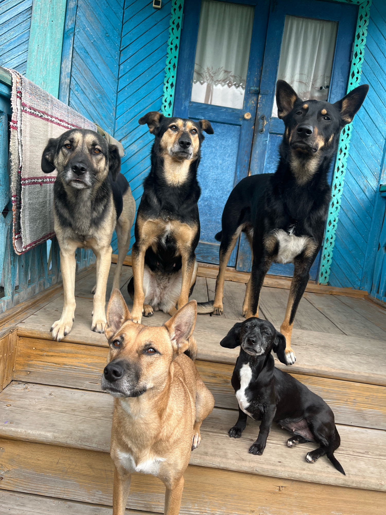 The image depicts five dogs on the wooden porch of a building with vibrant blue painted clapboard siding and decorative green trim around the doors. The dogs appear to be in front of a residence, and while the specific location is not visible, the style of the building, particularly the ornate wooden trim, is reminiscent of traditional Russian architecture found in cities like Nizhny Tagil.
In the foreground, a medium-sized tan dog with dark ears and a white patch on its chest stands facing left, looking away from the camera. To its right and slightly behind, a small black dog with floppy ears and a white chest patch sits looking towards the camera with a slightly wrinkled face.
Further back, standing on the porch, are three larger dogs. On the left, a large tan and grey dog with floppy ears stands facing the camera. Next to it, a medium-large black and tan dog sits facing the camera. To the right, a tall, lean black dog with tan markings on its face and legs stands looking upwards and slightly to the left, away from the camera. A woven rug with red and white stripes is draped over a railing to the left of the large tan and grey dog. The porch is made of weathered wooden planks, and there are stairs leading down from the porch. The background shows a blue door with white curtains visible through its panes.