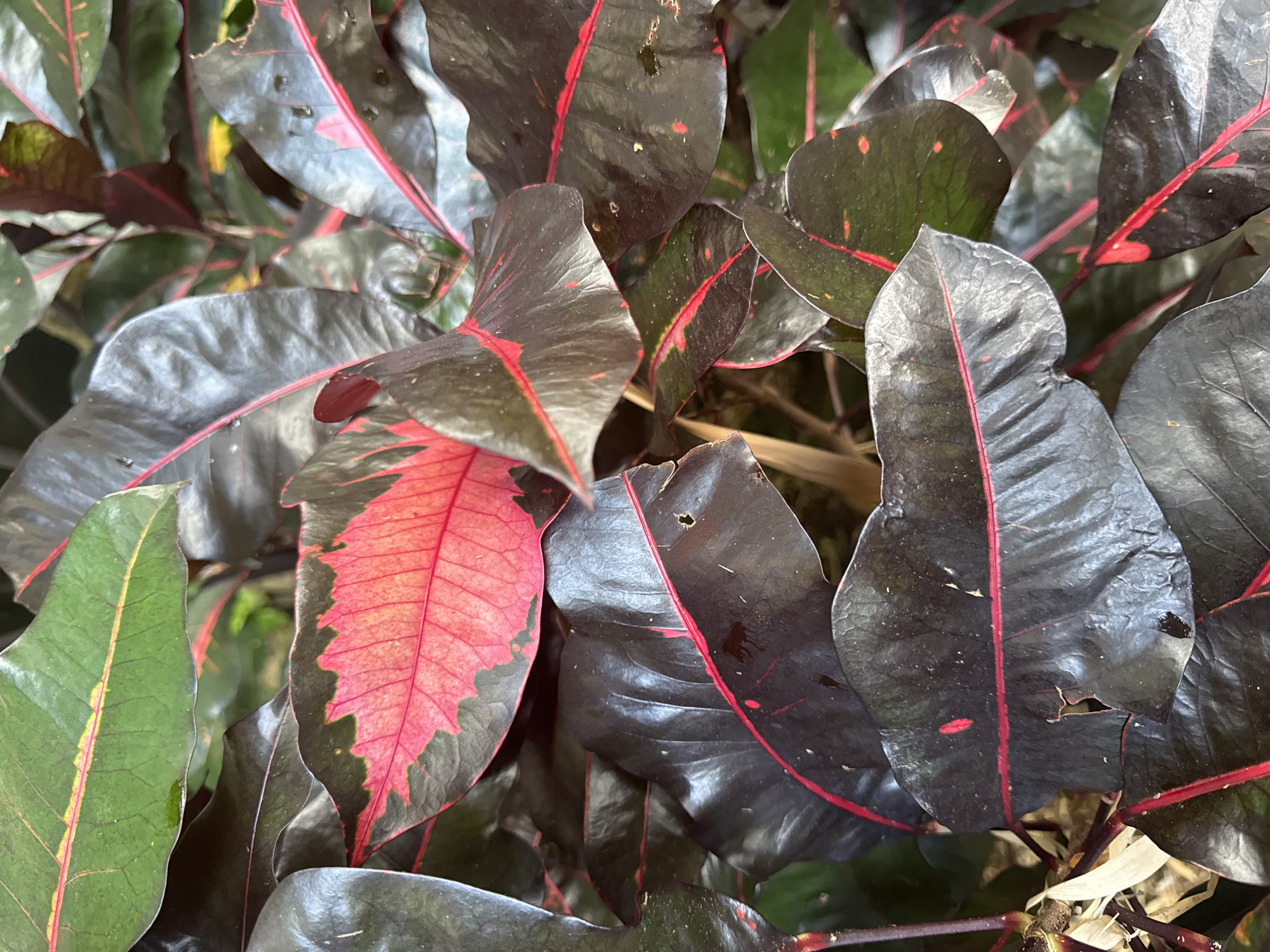 This close-up image captures a dense cluster of variegated plant leaves, likely taken outdoors in Kuta Selatan, Indonesia, during daylight hours. The foliage primarily consists of large, somewhat glossy leaves displaying a striking array of colors. Many of the leaves feature a dark green or deep purplish-black base color, vividly contrasted by bright red veins and sometimes irregular red spots or patches.
A prominent leaf towards the center-left stands out with a broad area of vibrant reddish-pink, bordered by the darker green-black. Another leaf on the far left of the frame is predominantly green with a lighter, almost yellowish central vein and hints of red along its edges. The leaves appear to have a slightly leathery or waxy texture, and some droplets or areas of sheen suggest they might be wet or naturally glossy. The overall composition emphasizes the intricate patterns and rich, contrasting colors of the plant. There are no people, explicit activities, or visible text in the image.