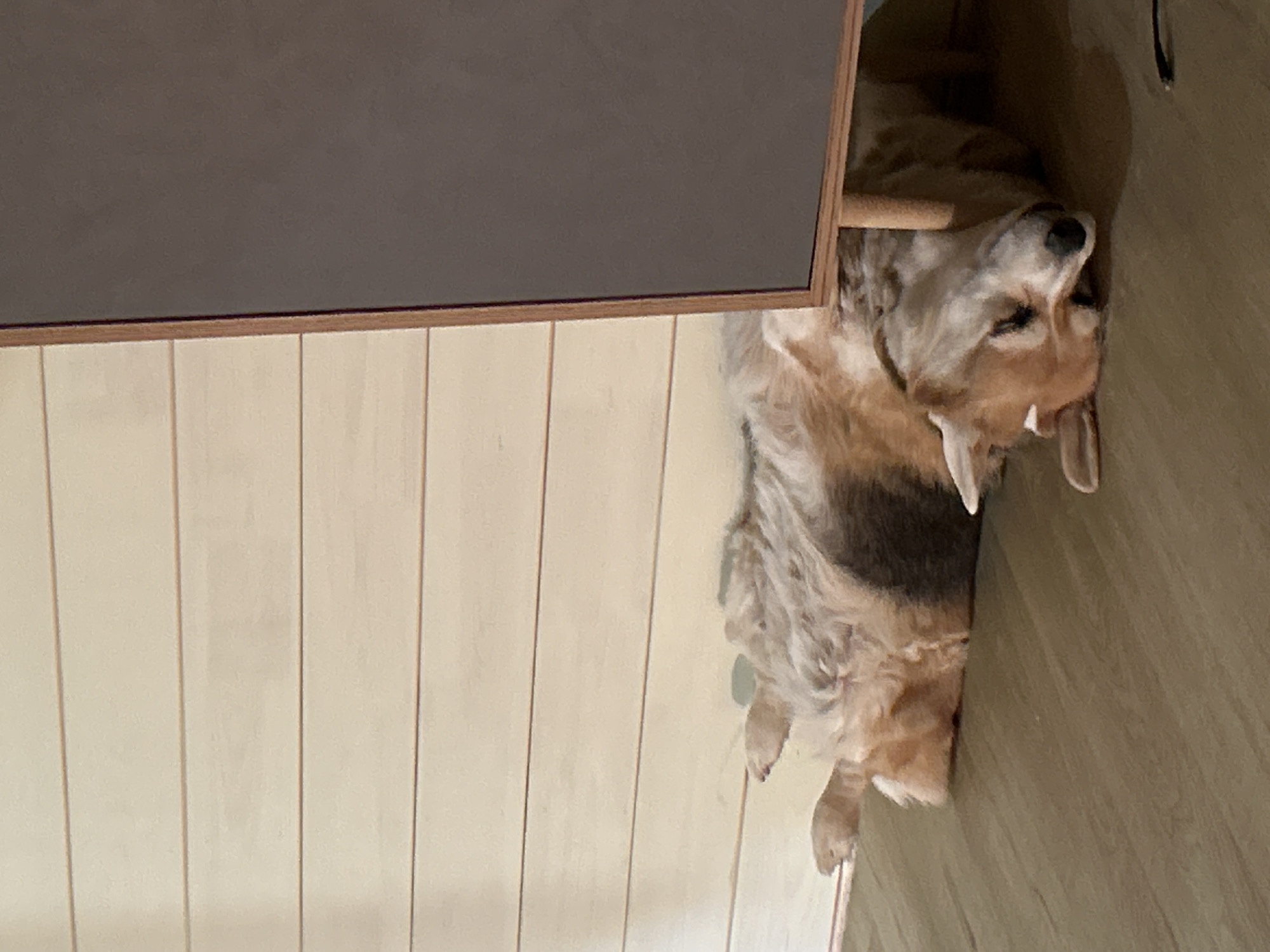 A dog is lying on its back on the floor in front of a wall made of horizontal wooden planks. The dog has light brown and white fur with some darker brown patches. Its head is resting on the floor and its eyes are closed. The dog appears to be asleep or resting. To the right of the dog is a large, dark-colored object with a wooden frame, possibly a framed picture or a screen. The floor appears to be a dark green or brown color. The scene suggests a domestic indoor environment.