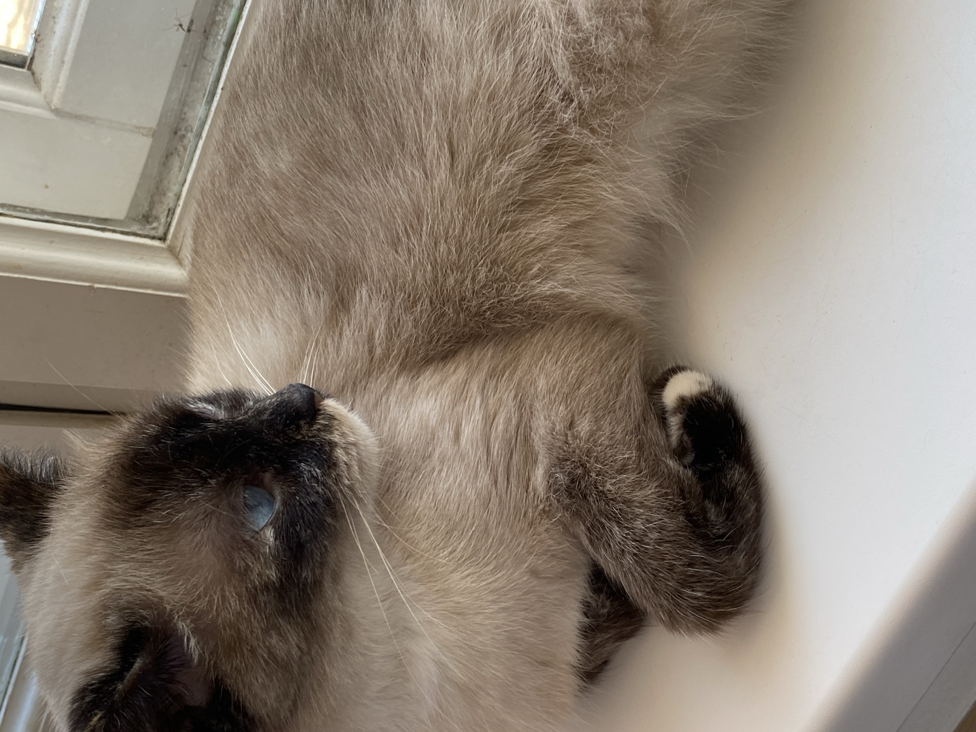 A domestic cat, exhibiting colorpoint characteristics with a cream-to-light-brown body and distinct dark brown to black coloration on its face, ears, and paws, is depicted resting on a white windowsill. Its visible eye is blue. The cat is positioned facing to the right, with its head slightly turned as if observing something outside the frame. Long white whiskers extend from its muzzle. A dark left forepaw, partially visible, shows a small white marking on its underside. Directly behind the cat is a white window frame with a glass pane. The window frame and the bottom edge of the glass pane show evidence of dirt accumulation. A faint, insect-like mark is visible on the window glass. The external environment beyond the window is indistinct. The specific location within the city of Chaikovsky, Russia, cannot be determined from the visual information provided in this image. No people are present.