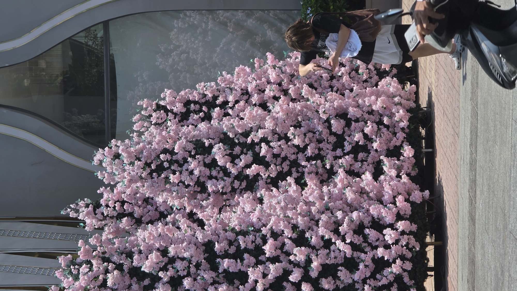 The image shows a floral display of pink blossoms at a location in Nha Trang, Vietnam. A person wearing a black shirt, white shorts with a Nike logo, and white shoes is photographing the display, using a cellphone. A motorcycle is parked next to the person on the right side of the image. The display is situated near a building with a wavy architectural element. A brick and gray sidewalk are visible.