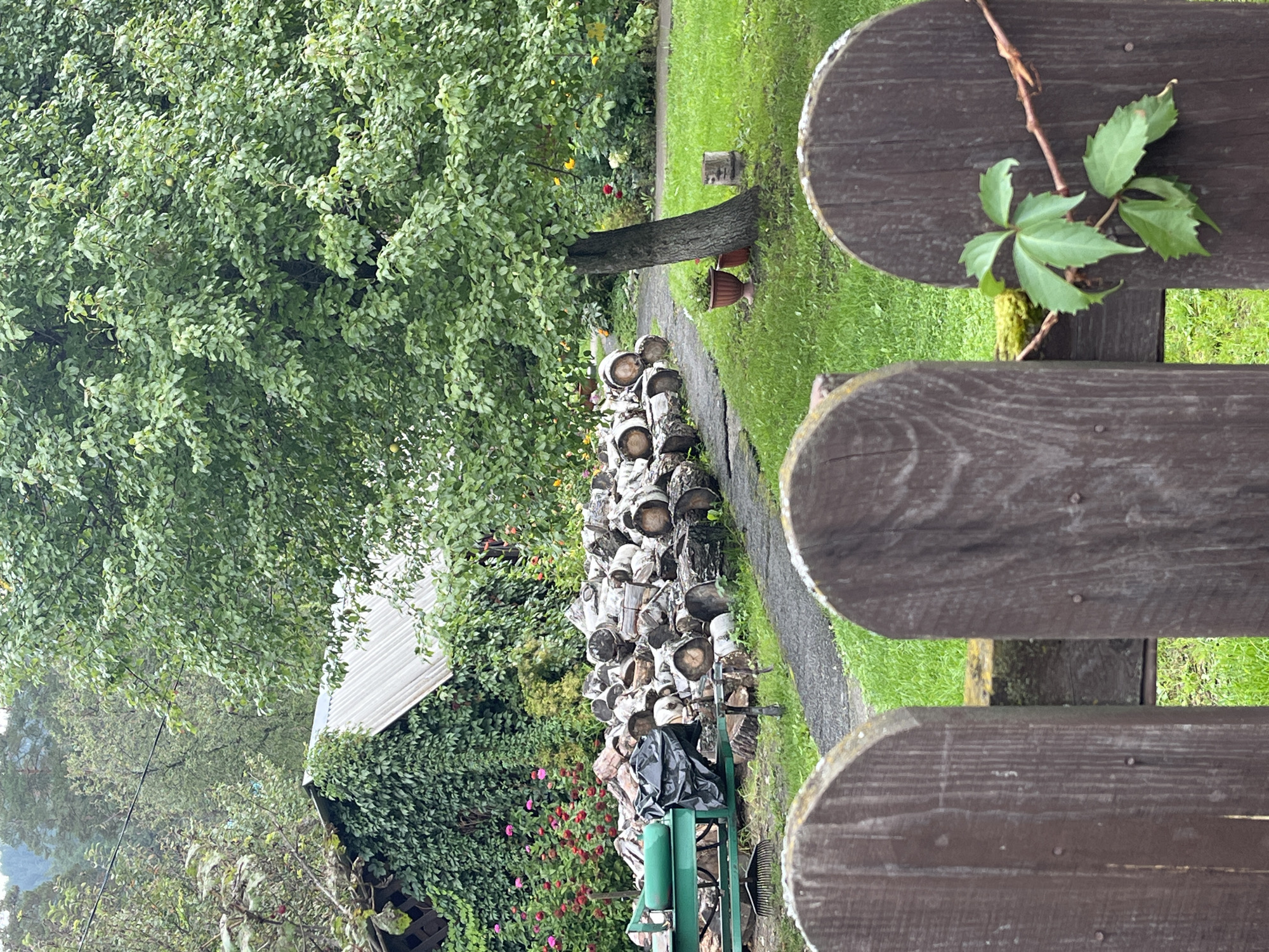 The image depicts a rural backyard scene in Ust-Sema, Russia, likely during a mild weather period. In the foreground, a weathered wooden fence with arched tops separates the viewer from the rest of the yard. A vine with green leaves is growing on the fence. Beyond the fence, a gravel path winds through a well-maintained lawn. To the left of the path, a large pile of chopped wood is stacked, with some pieces covered by a black tarp and a green object, possibly part of a wood-splitting machine, also visible. Behind the woodpile, a building with a corrugated metal roof is partially covered in dense green ivy, with a cluster of pink and red flowers blooming in front of it. A mature tree with lush green foliage dominates the right side of the scene, with a few scattered potted plants at its base. The background shows more trees and foliage, suggesting a natural, somewhat secluded environment. The overall atmosphere is one of a peaceful, lived-in rural property. There are no people or animals visible in the image.