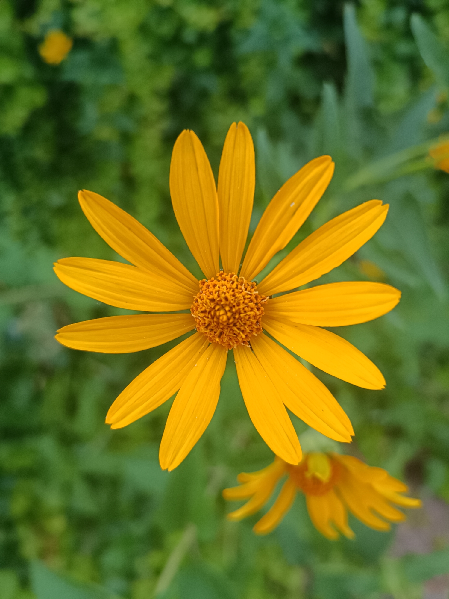 A close-up, top-down view shows a vibrant yellow daisy-like flower in full bloom. The flower features numerous thin, pointed petals radiating outwards from a central disk composed of smaller florets, also yellow-orange in color. The petals exhibit a slightly ribbed texture and are arranged symmetrically around the center. The background is a soft, out-of-focus blur of green foliage, suggesting an outdoor natural setting, possibly a garden or park. A second, smaller flower, also yellow and out of focus, is visible in the lower right quadrant of the image. The lighting is natural, highlighting the bright colors of the flower.