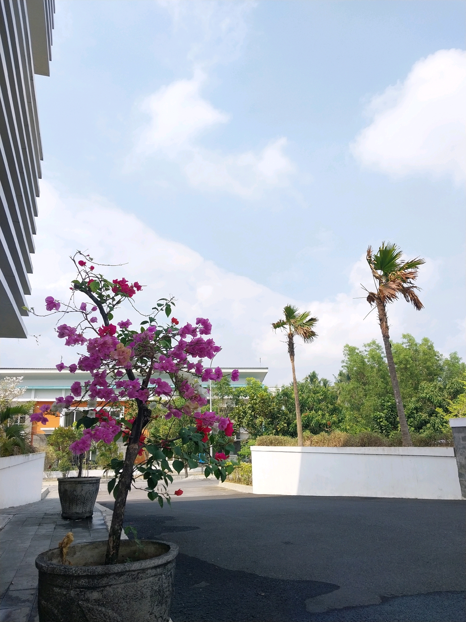 This image depicts an outdoor scene in Wates, Indonesia, featuring a paved walkway adjacent to a dark asphalt road. A large, gray concrete planter in the foreground contains a flowering bougainvillea tree with abundant pink and red blossoms. To the left, a modern building with white horizontal louvers rises. In the background, several palm trees are visible, with lush green foliage and a white wall separating the foreground from the greenery. The sky is clear with scattered white clouds. The overall impression is one of a well-maintained outdoor area, possibly a commercial or residential complex.