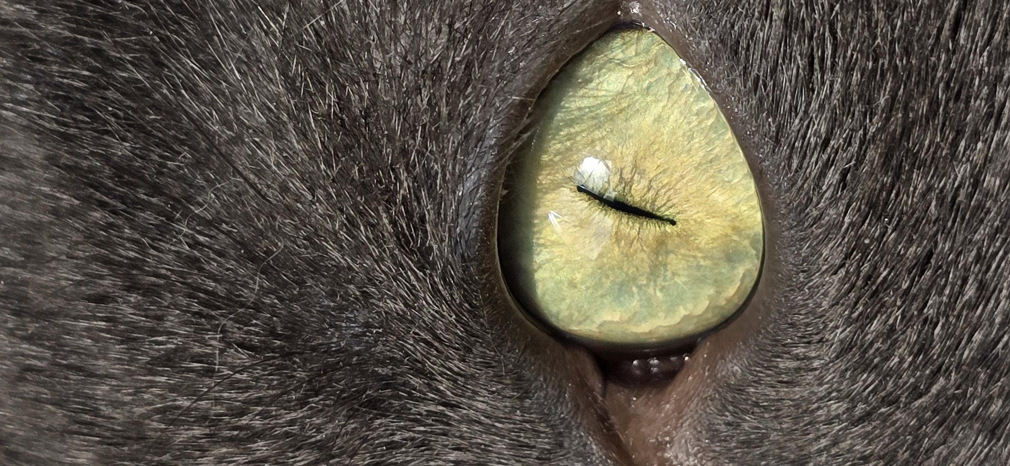 The image is an extreme close-up of a cat's eye, with dark gray fur surrounding it. The iris is a striking yellow-green with visible striations and a vertical, slit-shaped pupil. A reflection of light is visible in the upper left quadrant of the iris, and a small, bright highlight is present on the pupil. The fur appears dense and somewhat bristly. There is no information in the image to suggest a location in Vratsa, Bulgaria.
