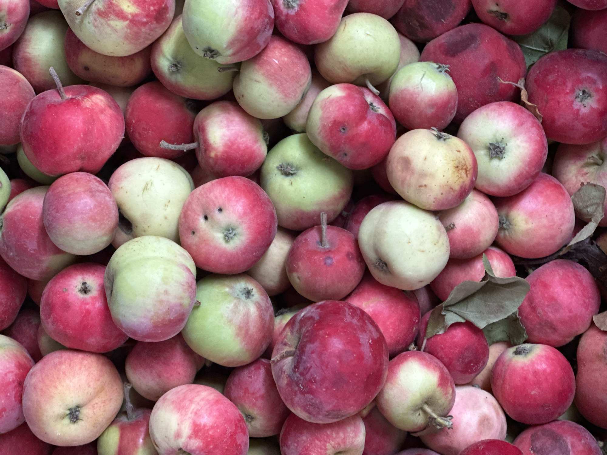 A close-up, overhead shot displays a large pile of ripe apples in various shades of red and green. The apples are densely packed, obscuring much of the background, but some dried leaves and stems are visible amongst them. The lighting is natural and diffused, suggesting an outdoor setting. There are no people or specific landmarks identifiable in the image. The scene is focused entirely on the texture, color, and form of the apples, giving a sense of abundance and natural harvest.