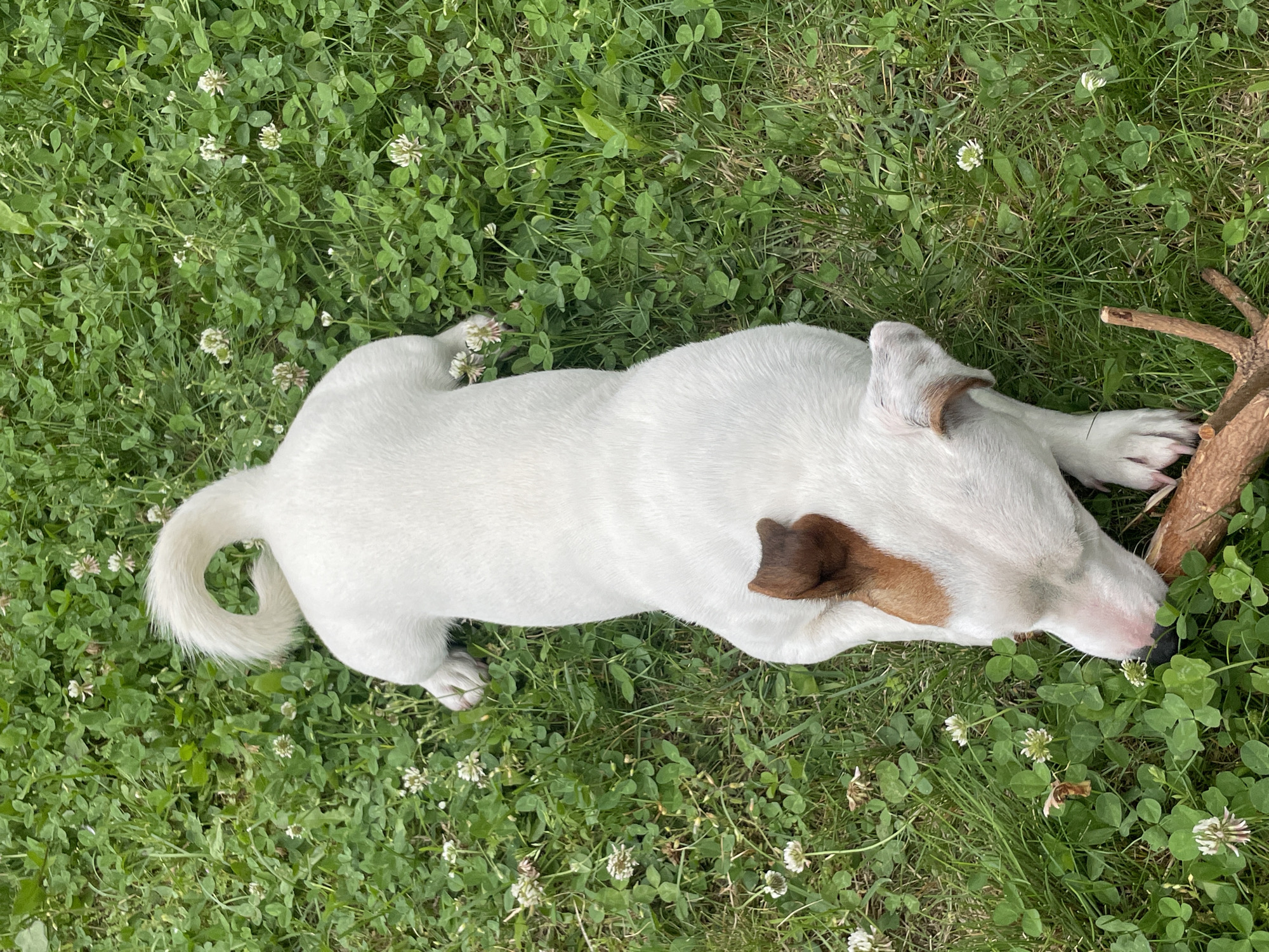 A white dog with brown markings on its head and tail is lying on green grass with clover and small white flowers. The dog is resting its head on a small branch. The image is taken from a top-down perspective, suggesting it might be daytime. The dog appears relaxed, possibly enjoying the outdoors in a grassy area, perhaps a park or backyard. No text is visible in the image. The location is Velingrad, Bulgaria.