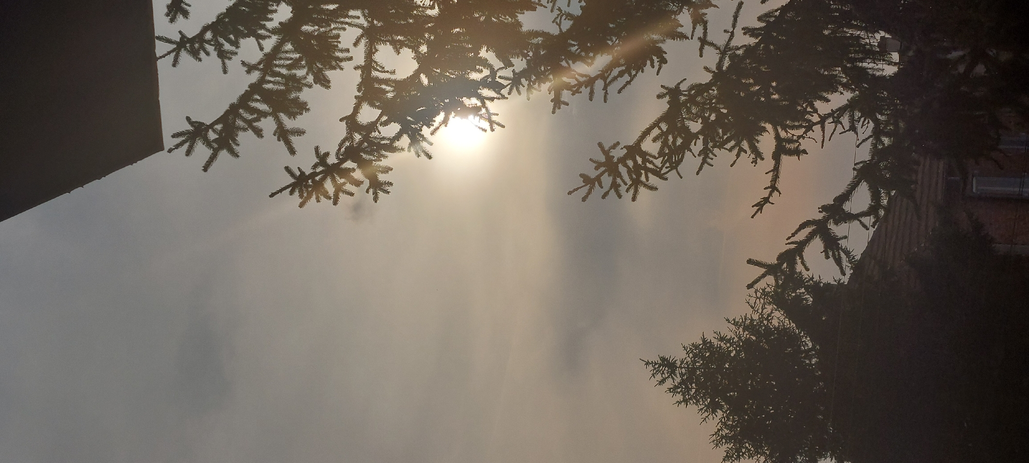 The image depicts a view upwards through pine tree branches towards a hazy sky, likely affected by smoke or fog. The sun is visible through the branches, creating a bright glare. A portion of a building is visible on the right side, and another on the left. The photo was taken in Yagodovo, Bulgaria, based on the user's prompt. There are no people, animals, or specific actions visible in the image.