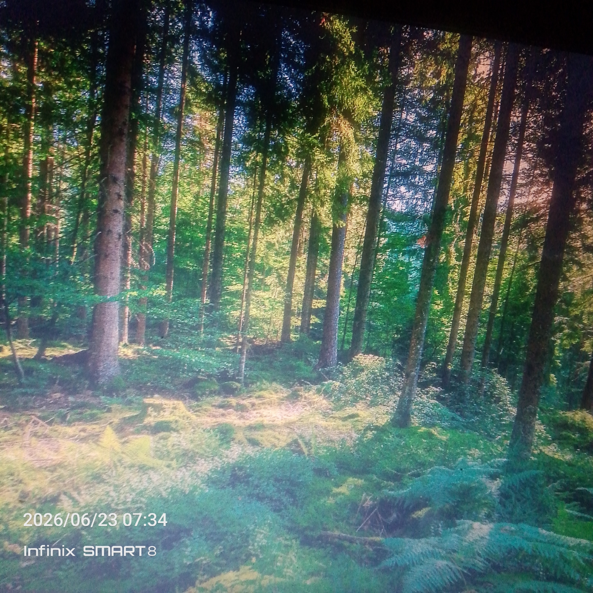 The image depicts a forest scene with tall trees and lush green undergrowth. Sunlight filters through the canopy, casting dappled shadows on the forest floor. The lower left corner of the image contains text overlays. The top line reads "2026/06/23 07:34" and the line below it reads "Infinix SMART 8". There is no discernible information in the image that indicates the location is the city of Jos, Nigeria.