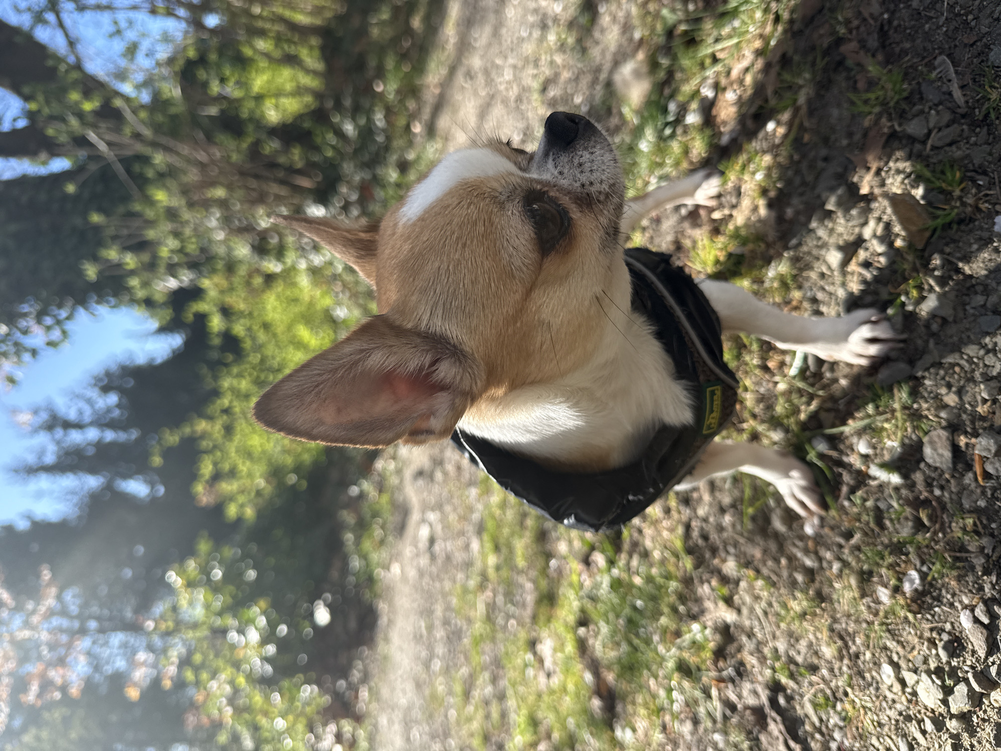A medium-angle outdoor shot shows a short-haired, tan and white dog wearing a black jacket, standing on a path covered in dirt and rocks. Patches of green grass are visible among the rocks. The dog is looking upwards and to the right. The background includes blurred trees and blue sky. The location is presumed to be a natural area near Lauchhammer, Germany based on the prompt. There are no people visible in the image.